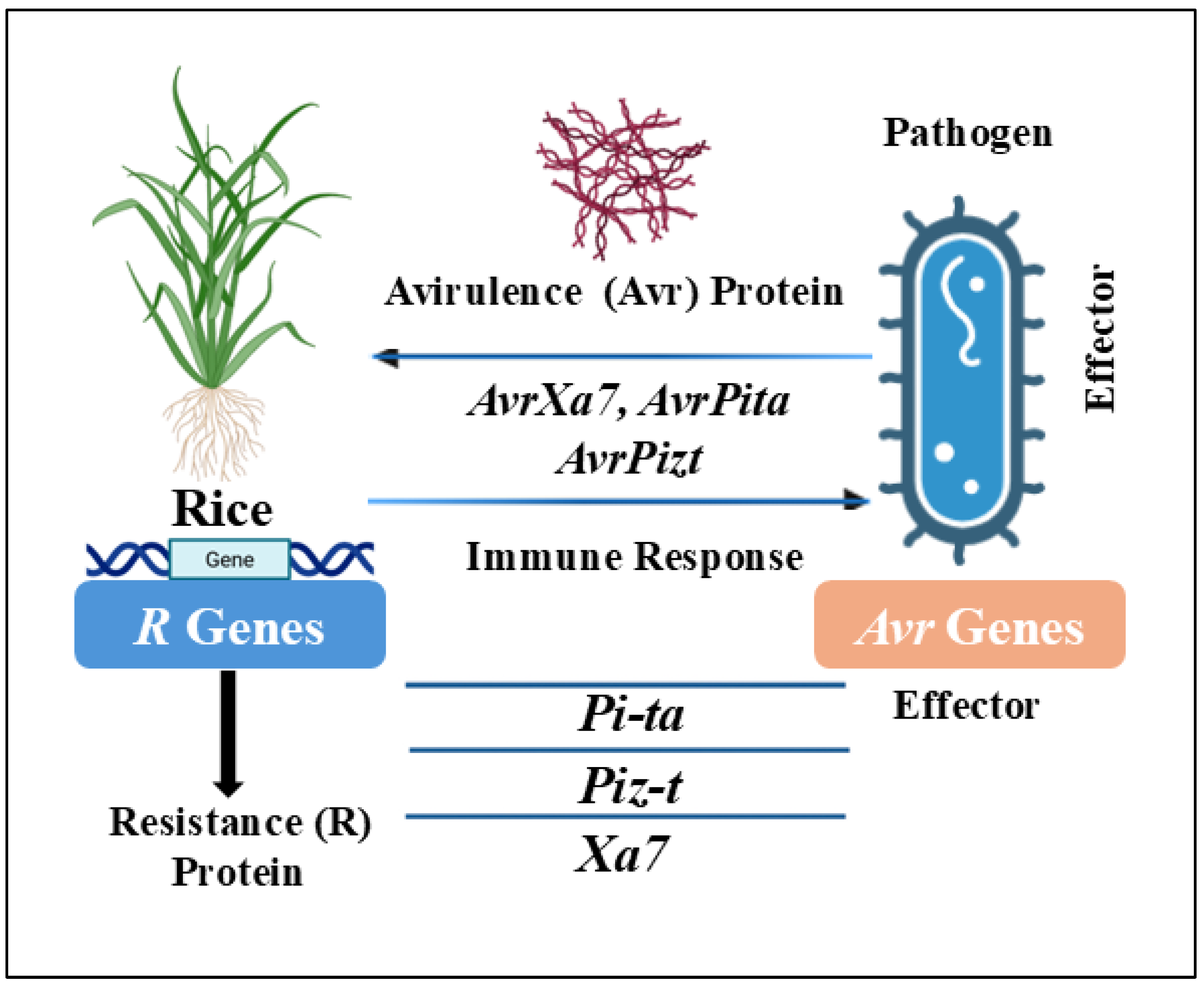 Plants 14 01694 g003