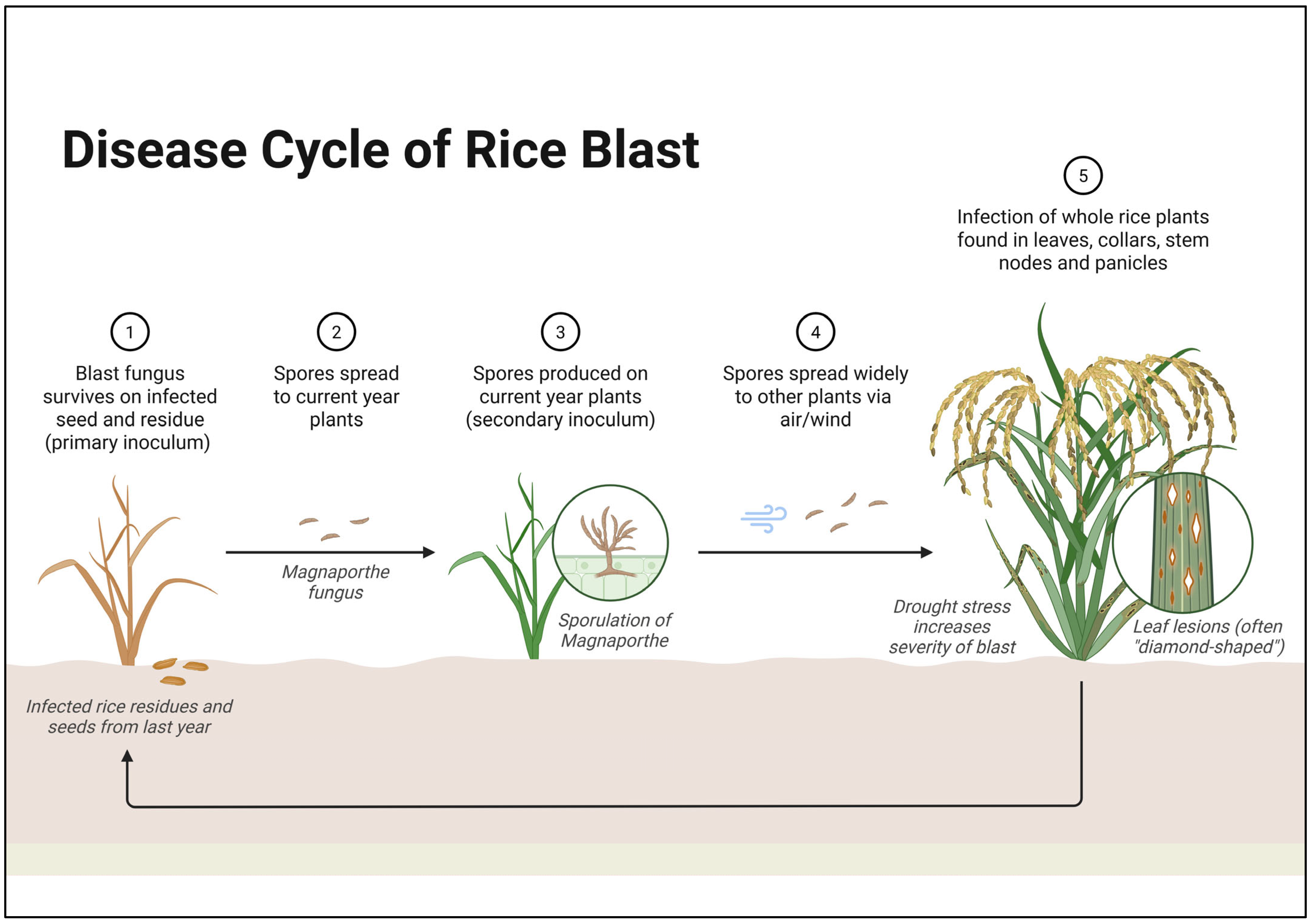 Plants 14 01694 g004