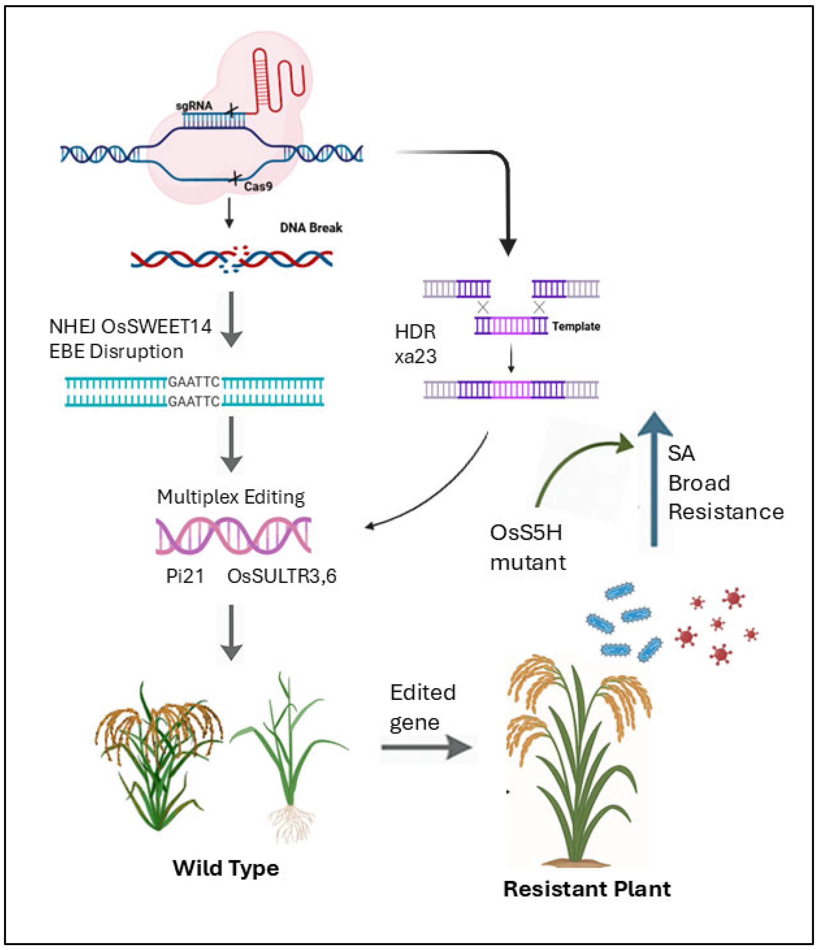 Plants 14 01694 g005