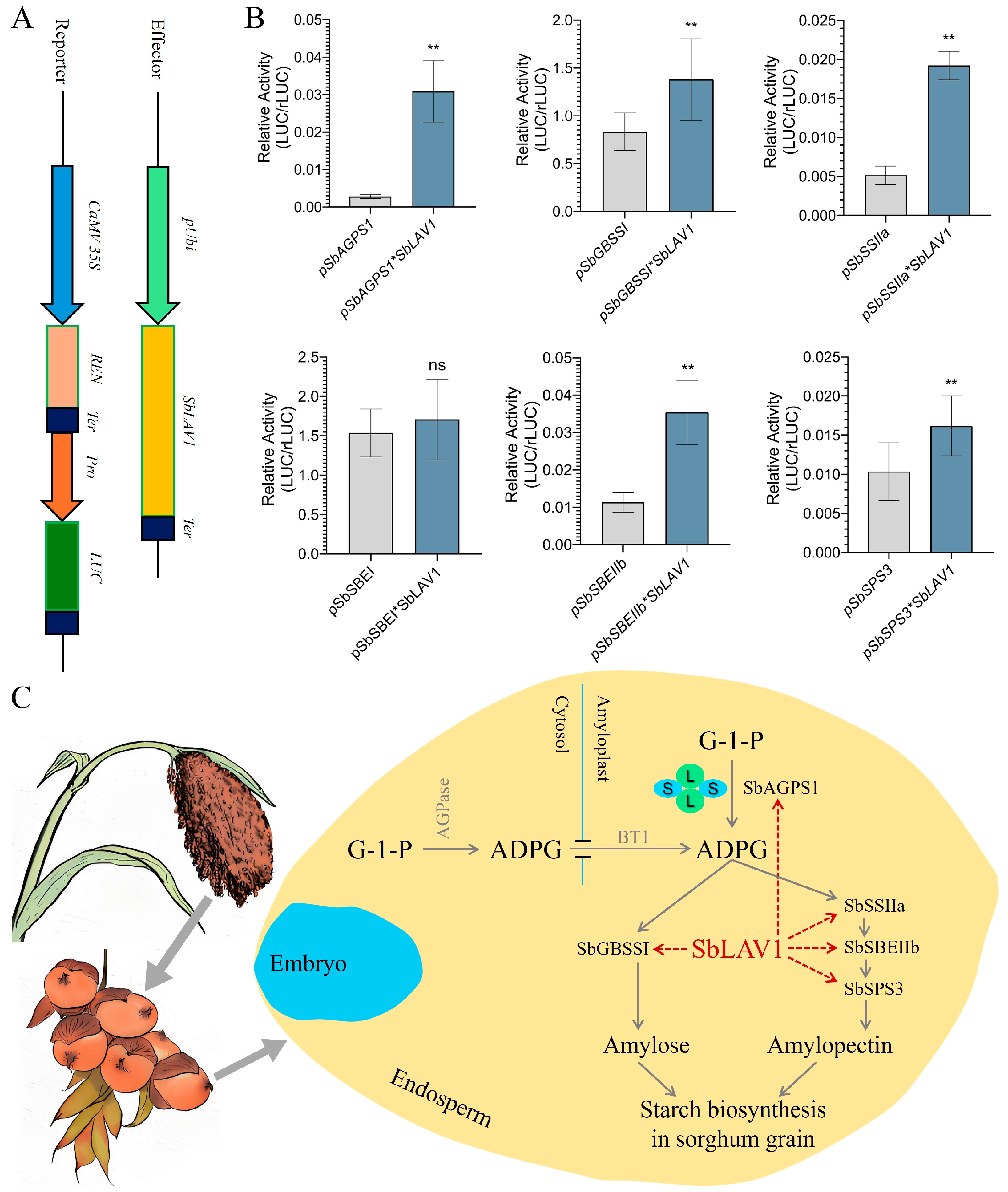 Plants 14 01701 g007