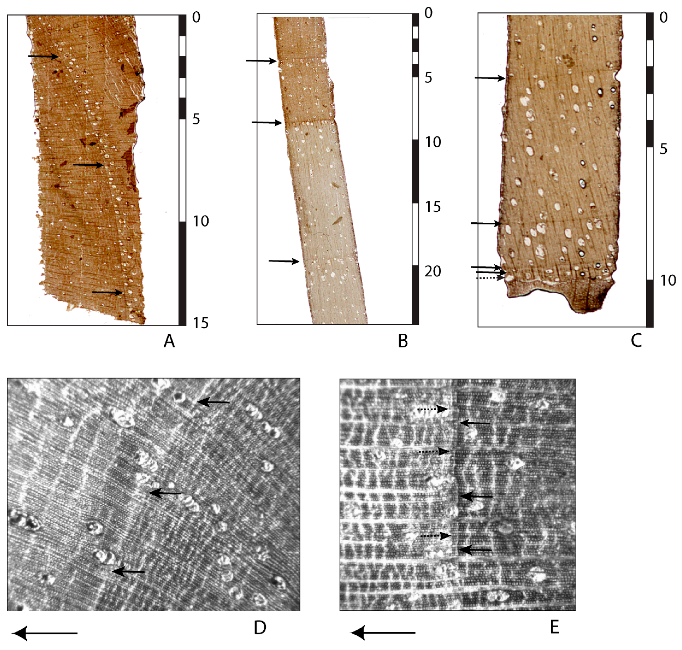 Plants 14 01704 g003