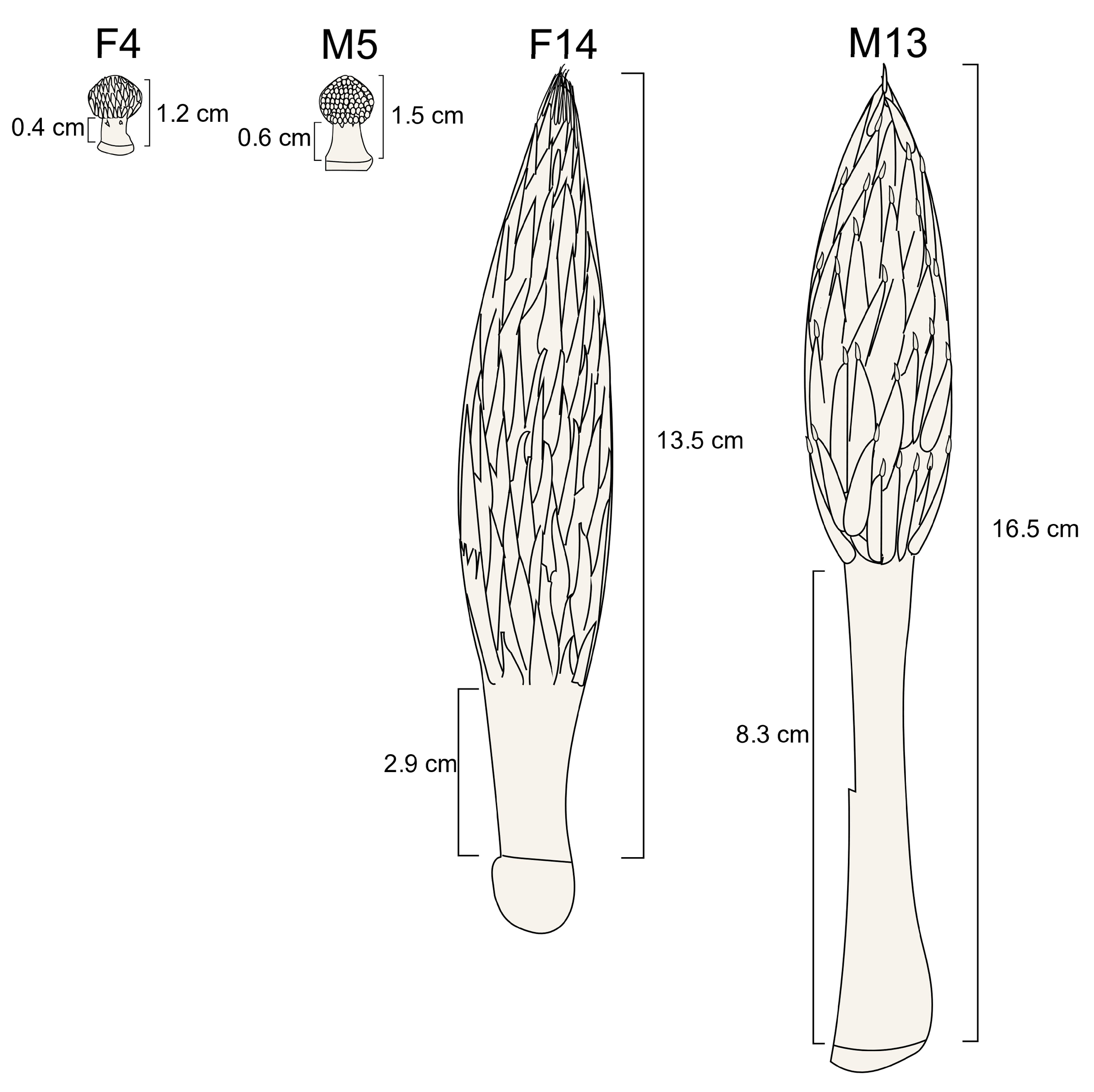 Plants 14 01715 g001