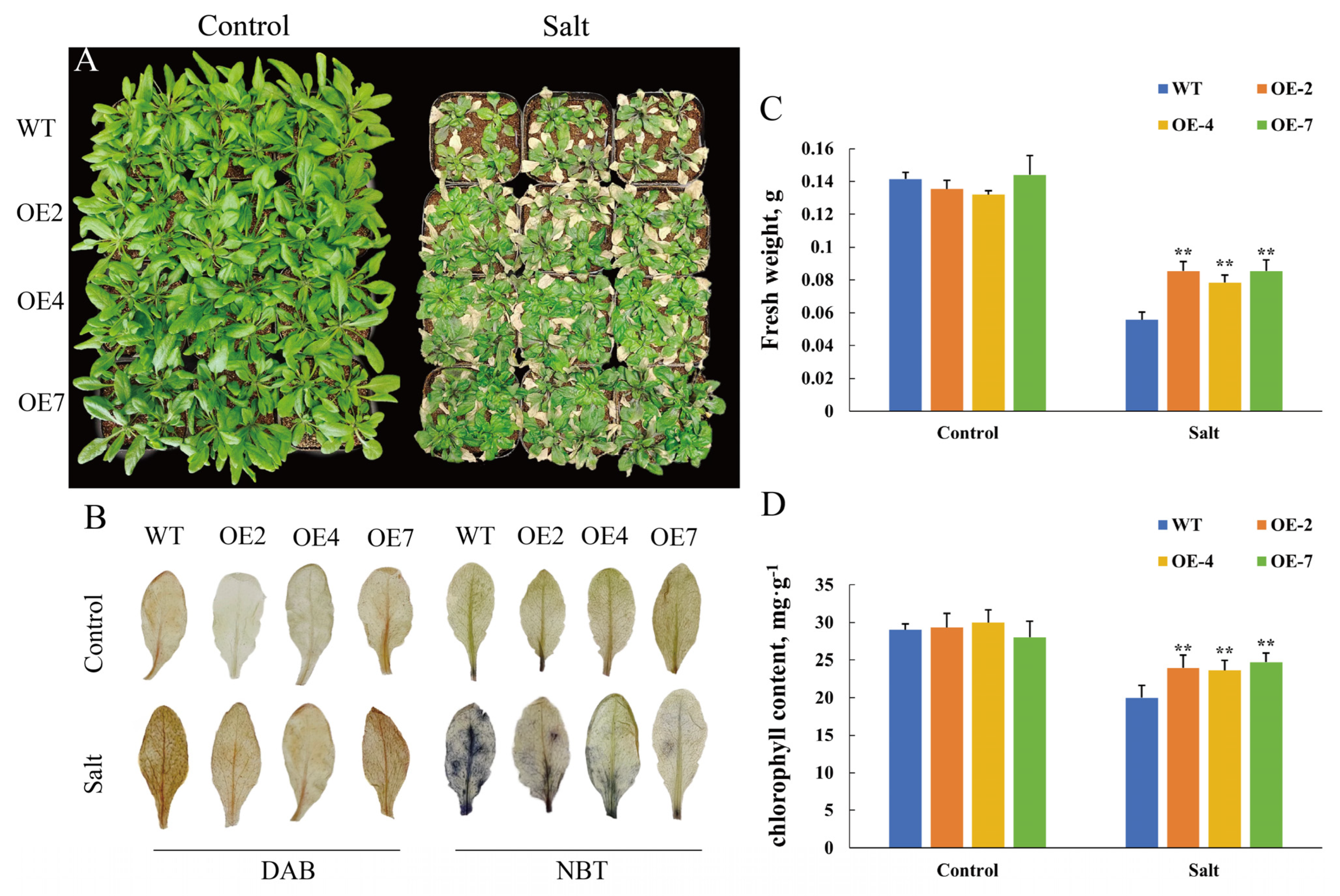 Plants 14 01716 g005