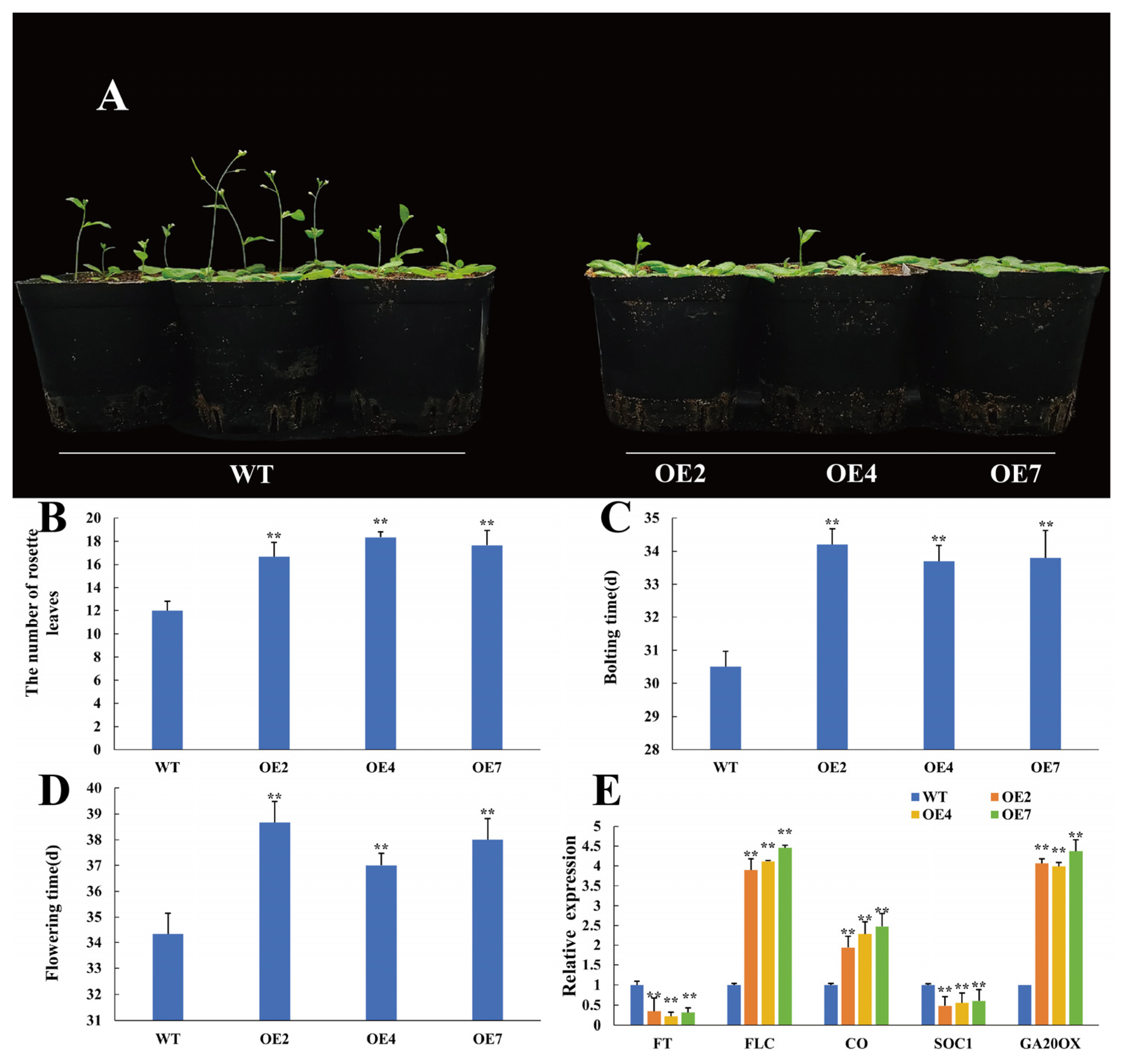 Plants 14 01716 g008