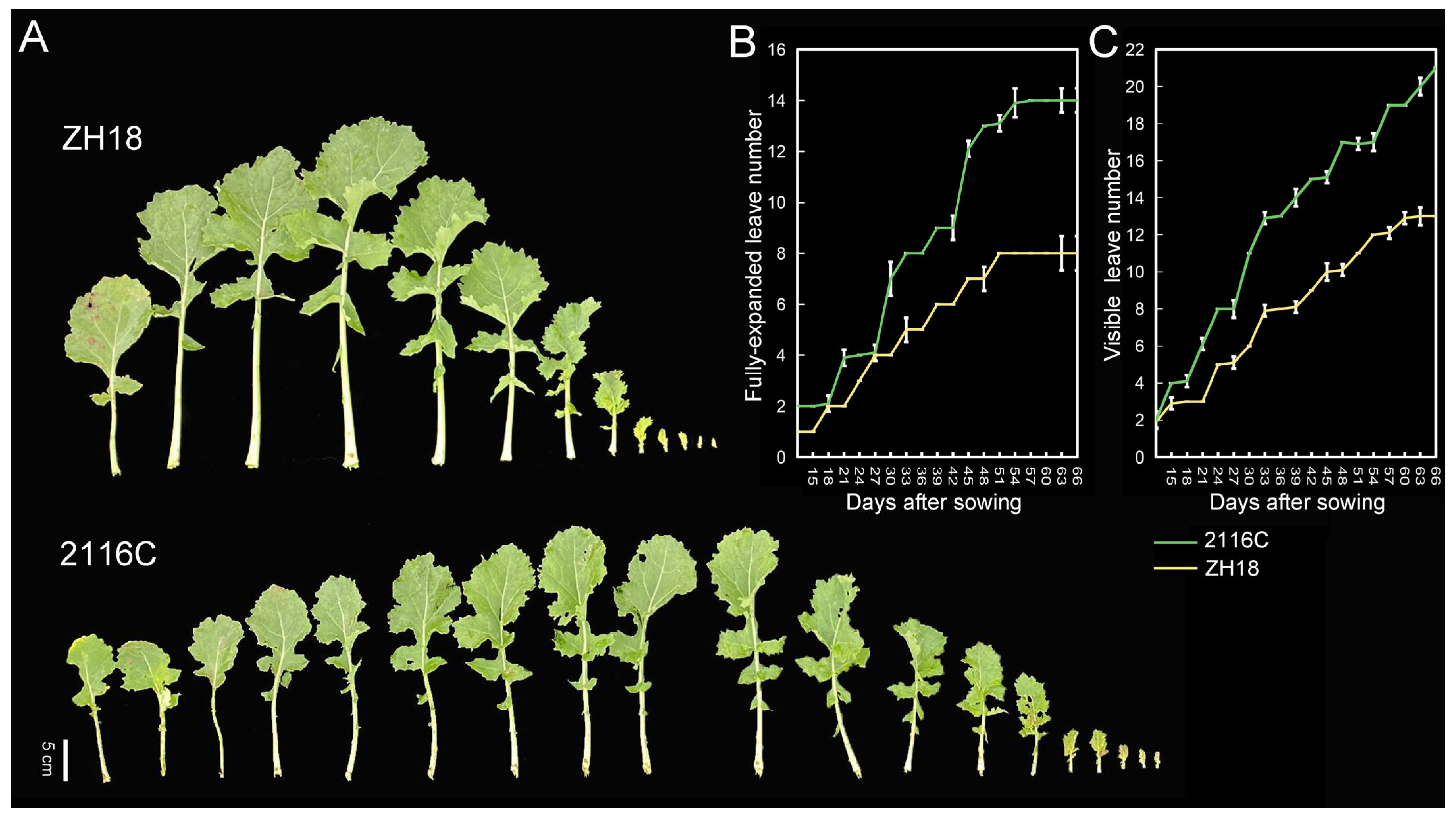Plants 14 01719 g001 Plants 14 01719 g001