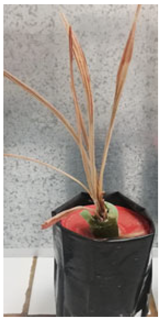 Plants 14 01721 g005