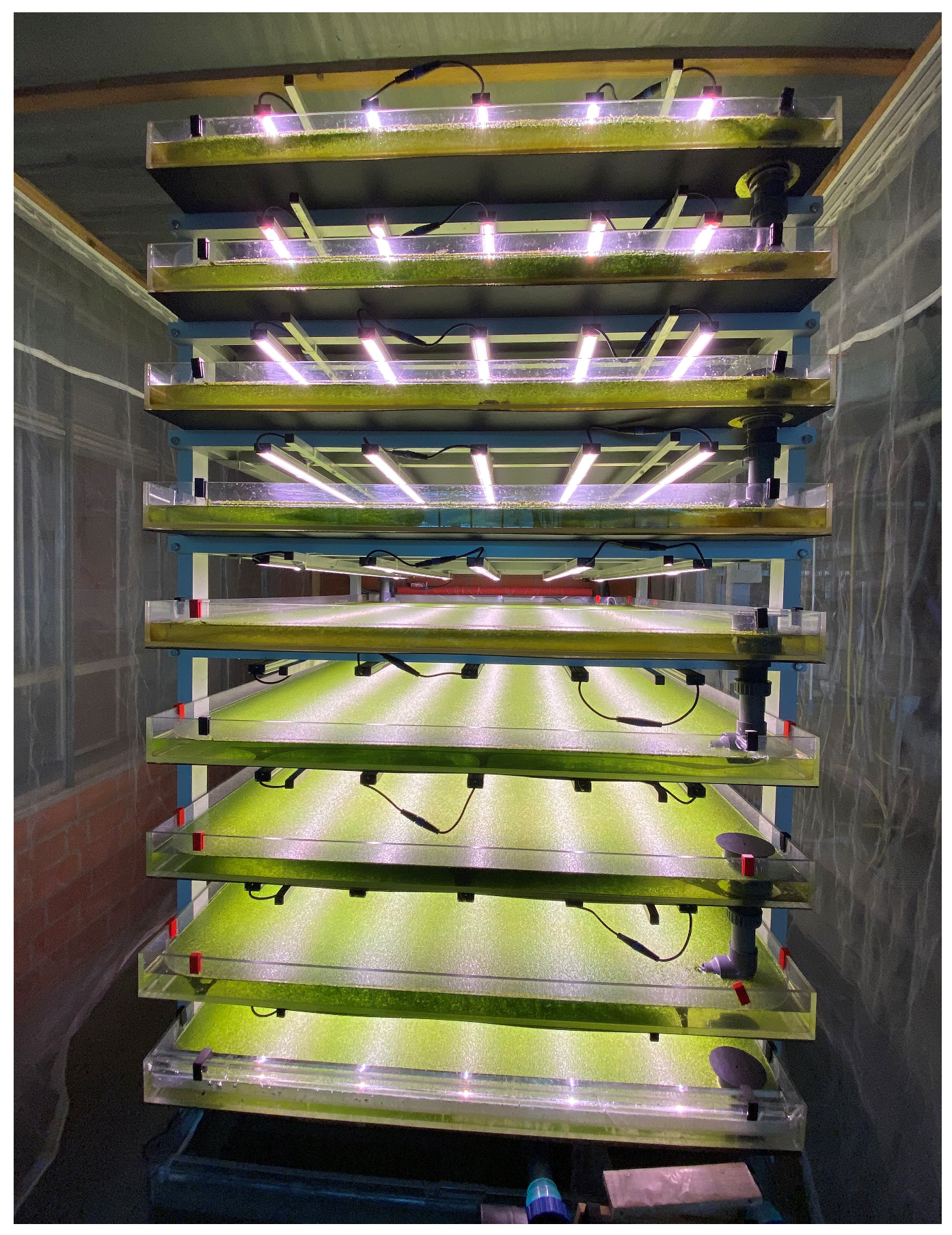 Plants 14 01722 g001