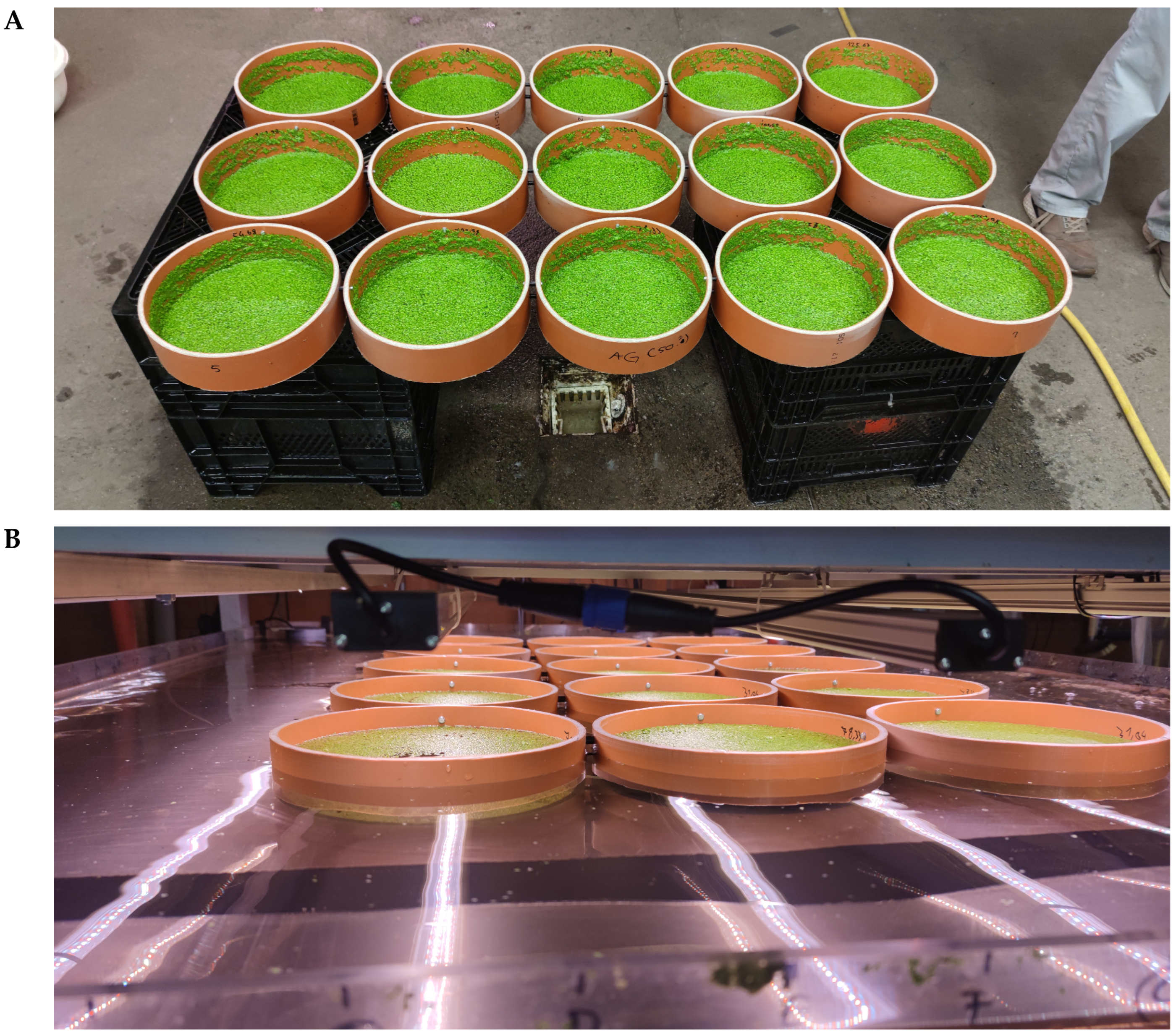 Plants 14 01722 g002