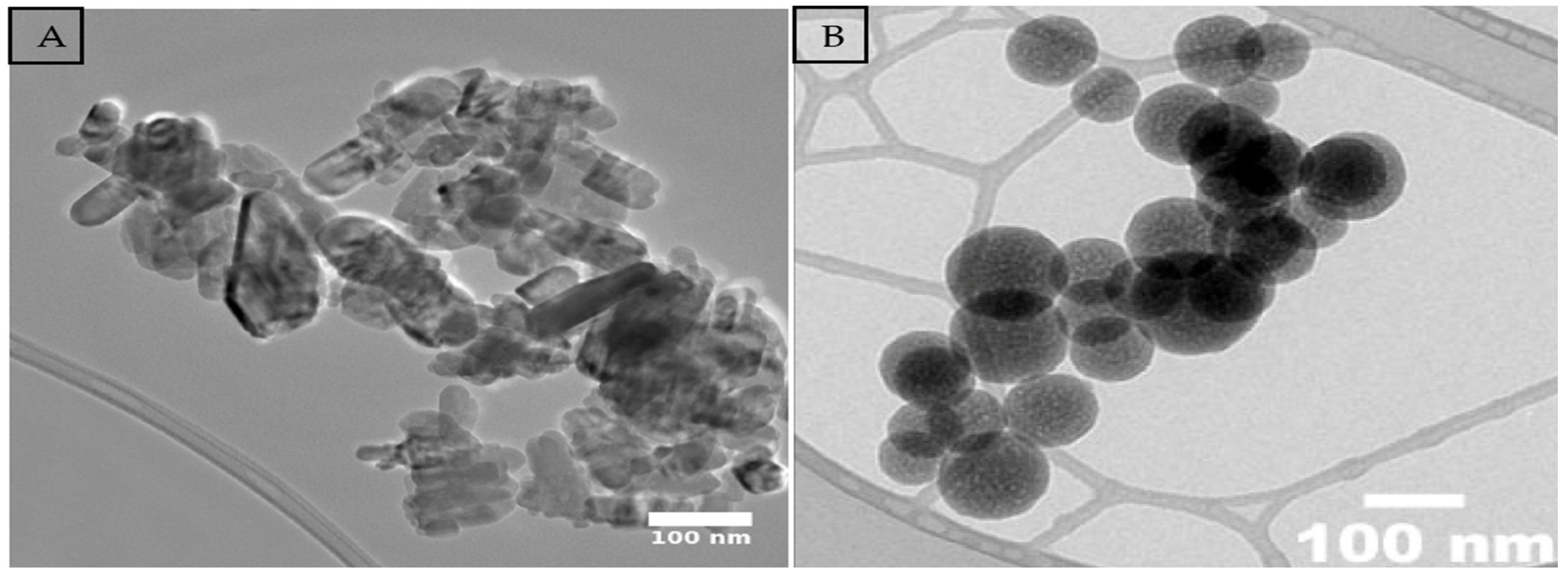 Plants 14 01726 g007