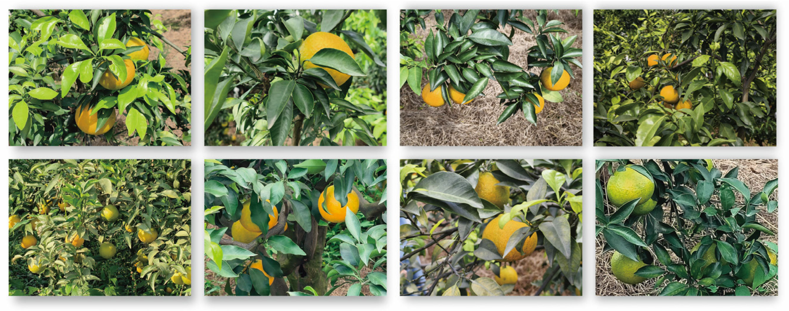 Plants 14 01729 g003