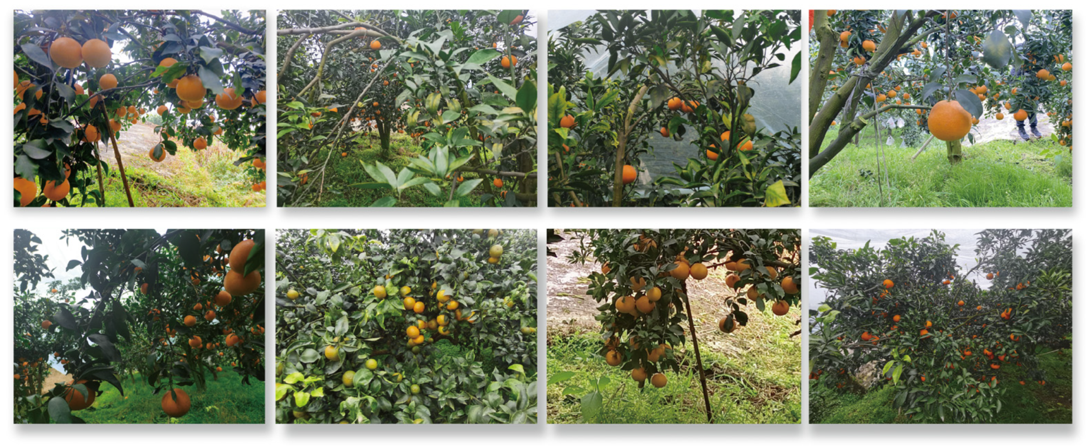 Plants 14 01729 g005