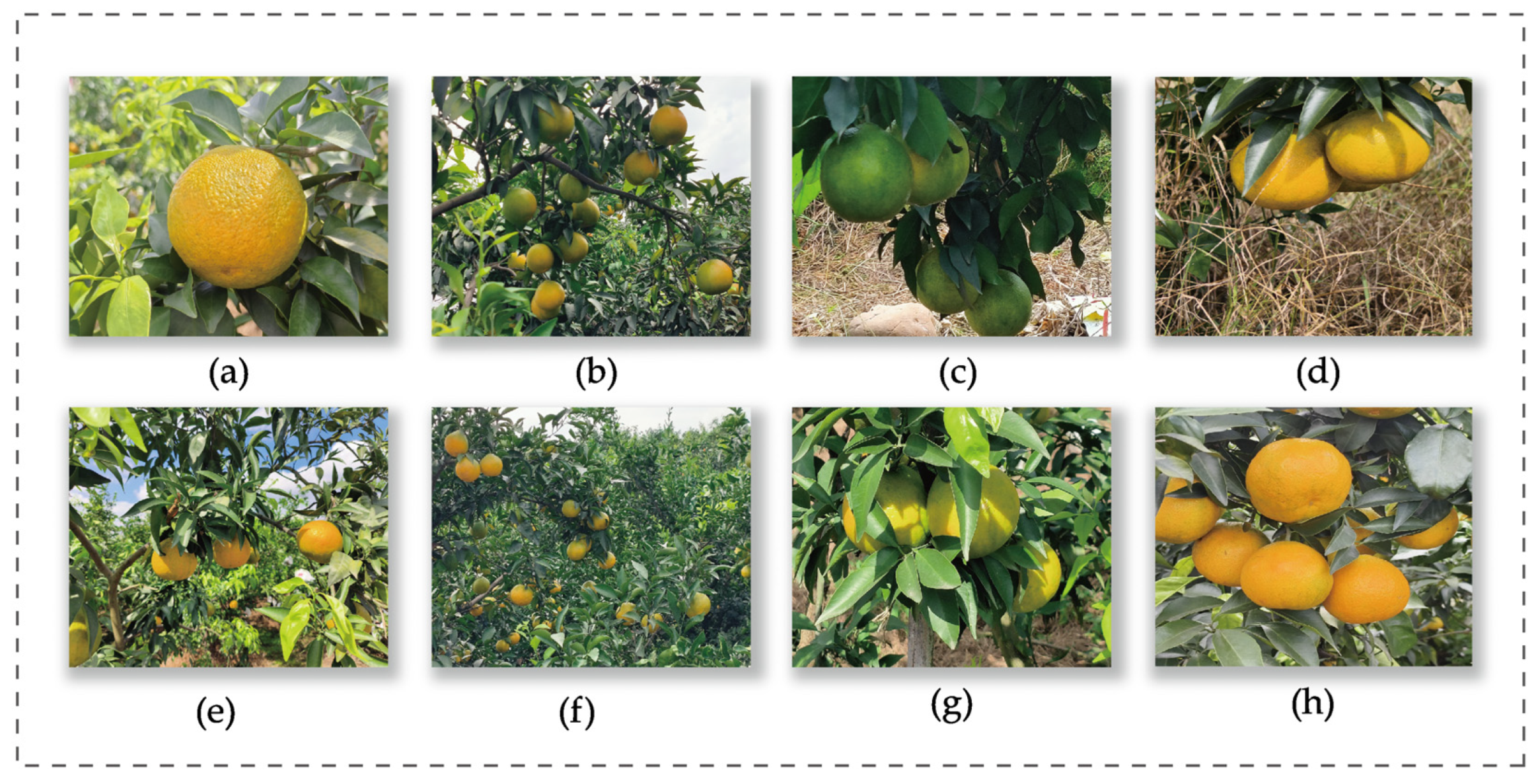 Plants 14 01729 g007