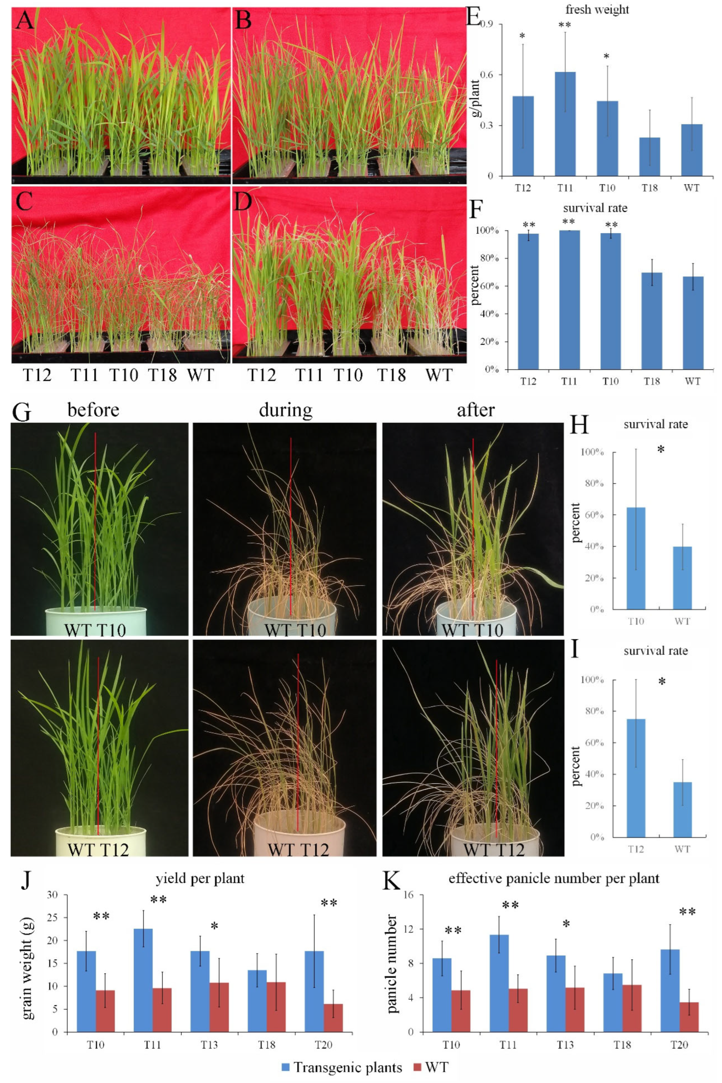 Plants 14 01731 g002