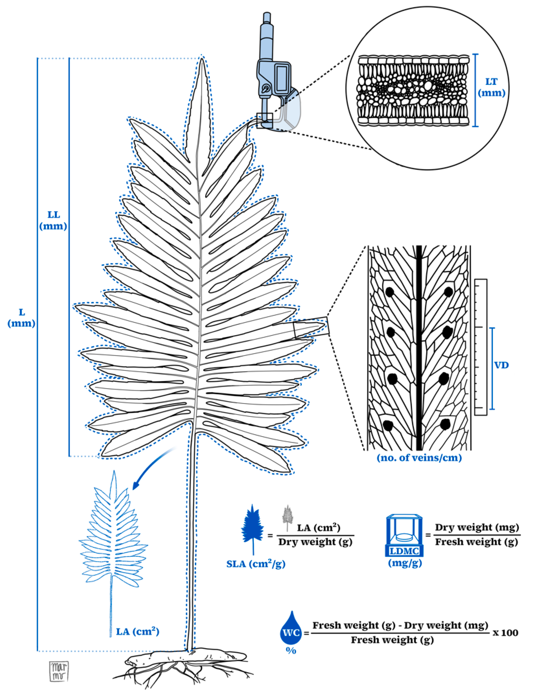 Plants 14 01732 g005 Plants 14 01732 g005
