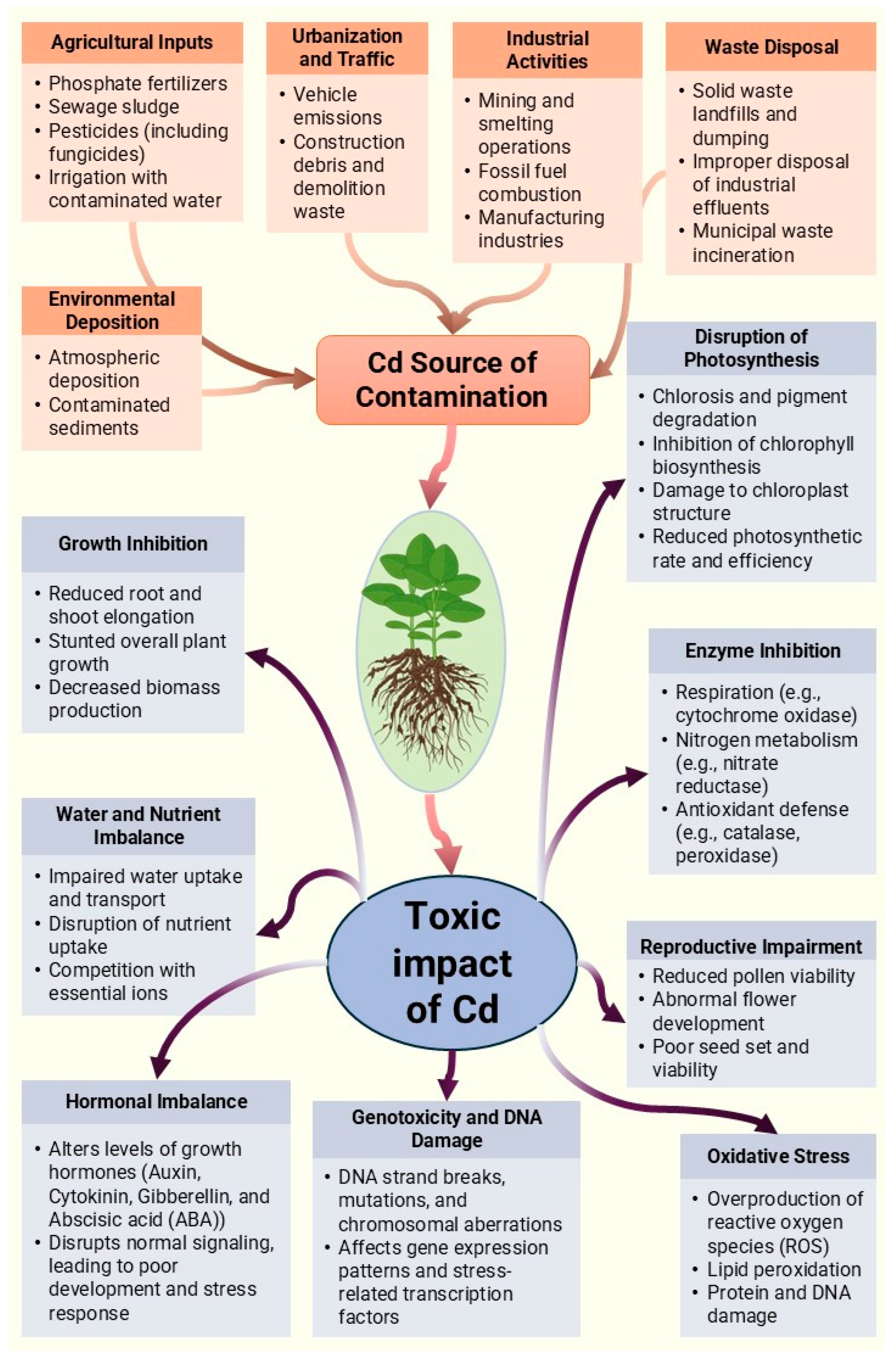 ジョン Role of Serotonin in Cadmium Mitigation in Plants