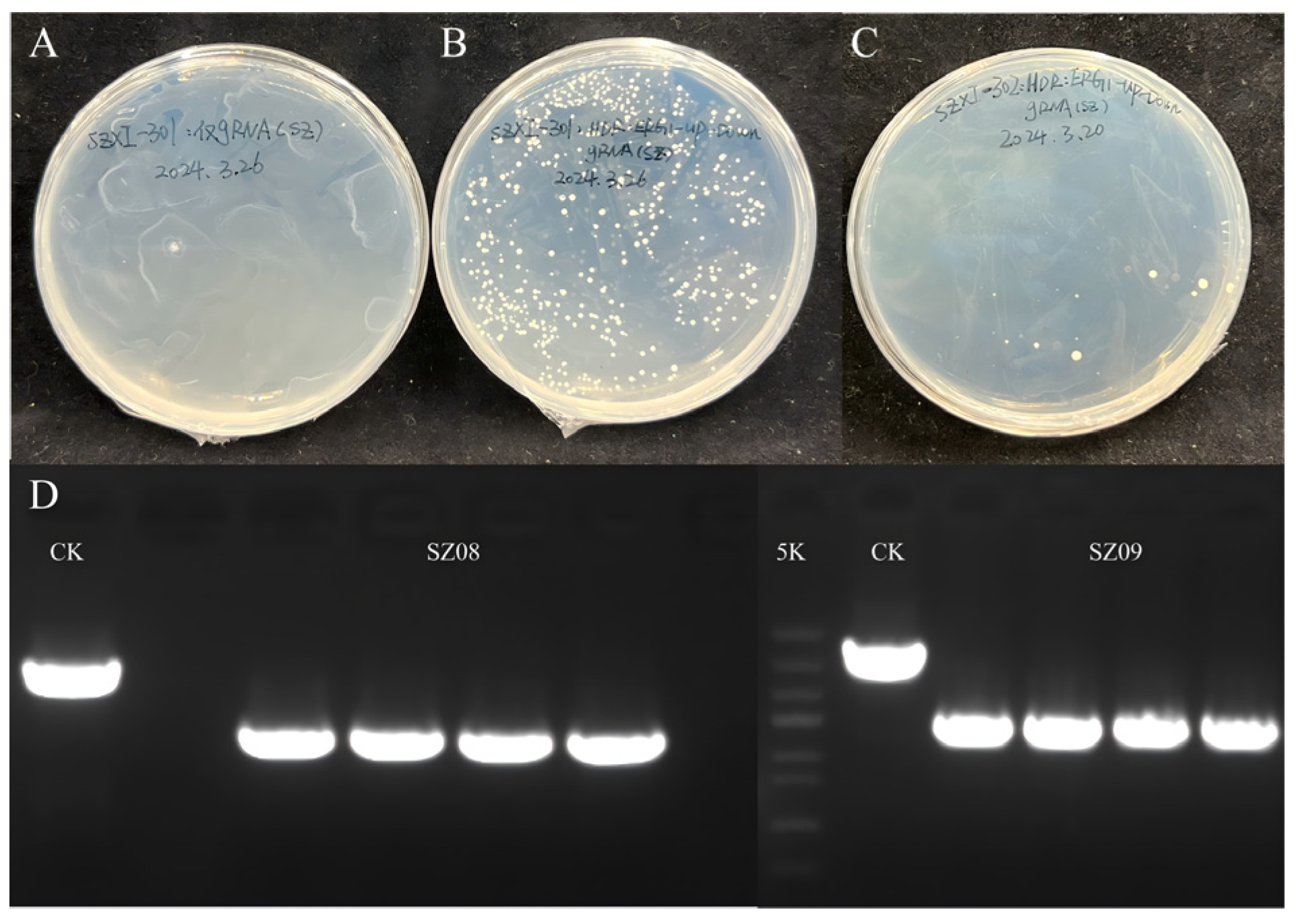 Plants 14 01740 g005
