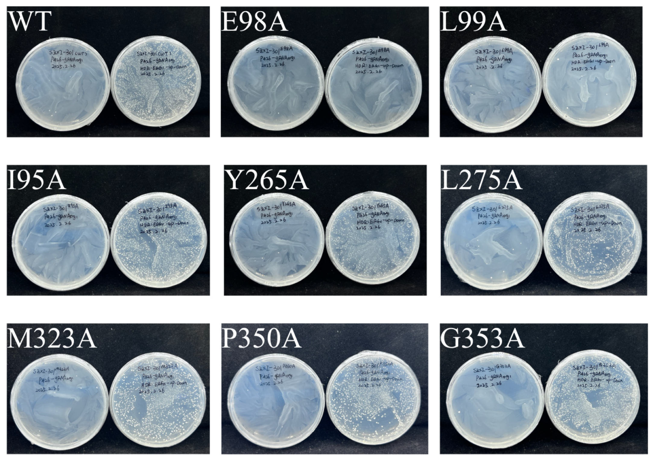 Plants 14 01740 g012