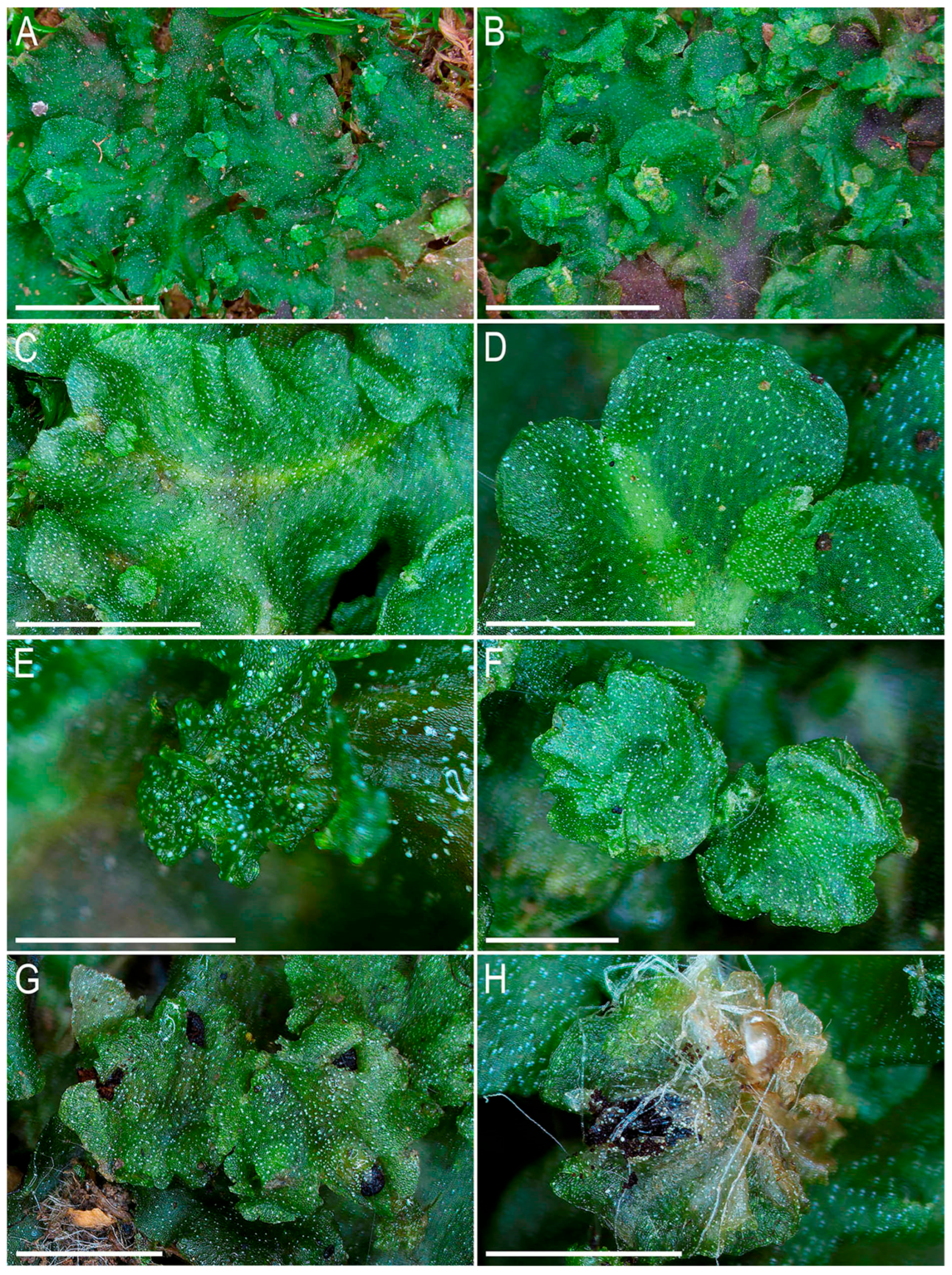 Plants 14 01755 g002