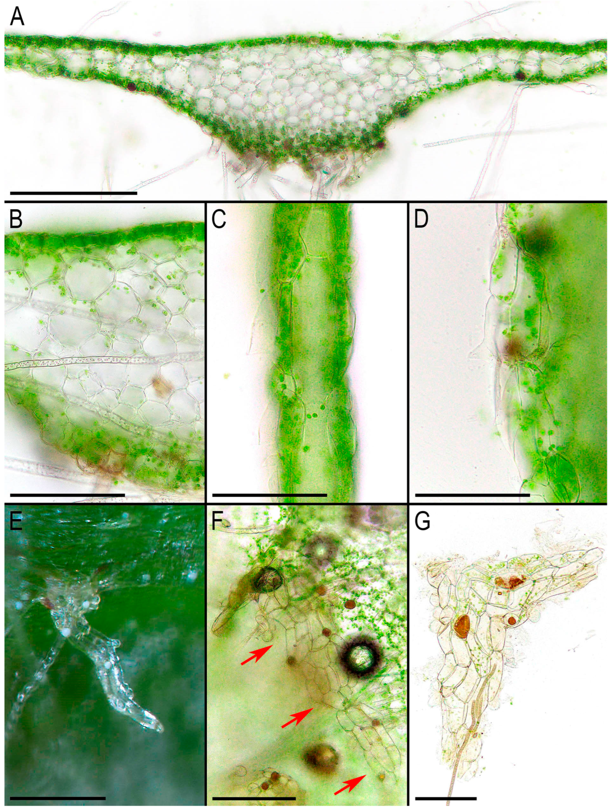 Plants 14 01755 g003