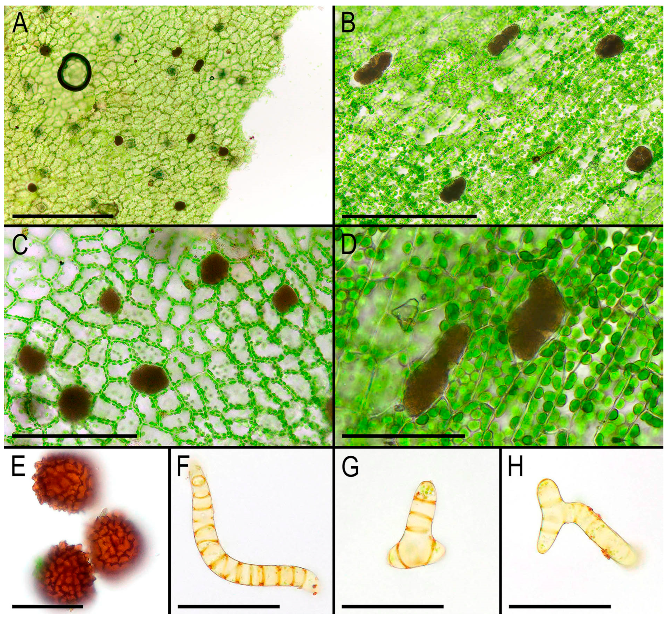 Plants 14 01755 g004