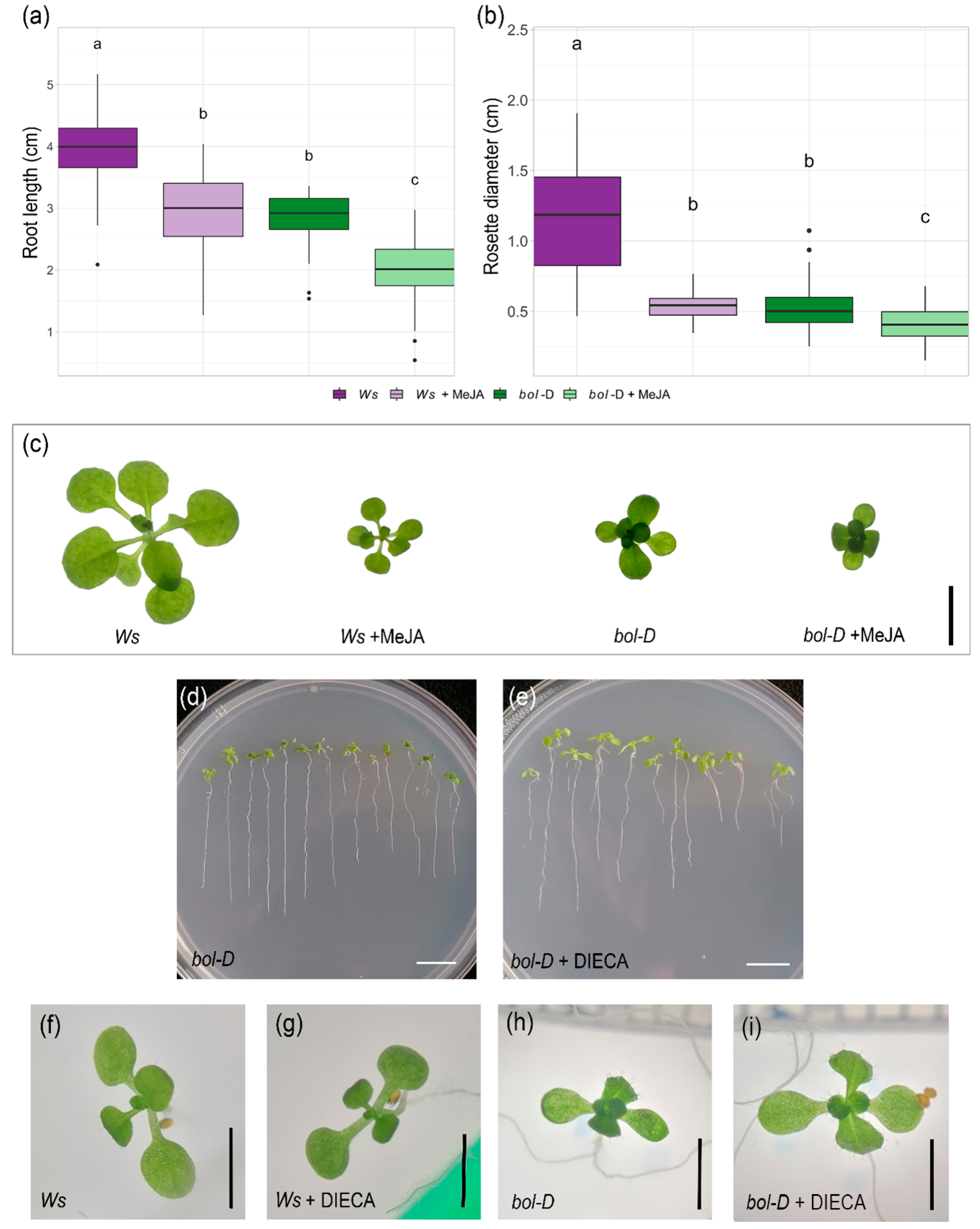 Plants 14 01757 g003 Plants 14 01757 g003