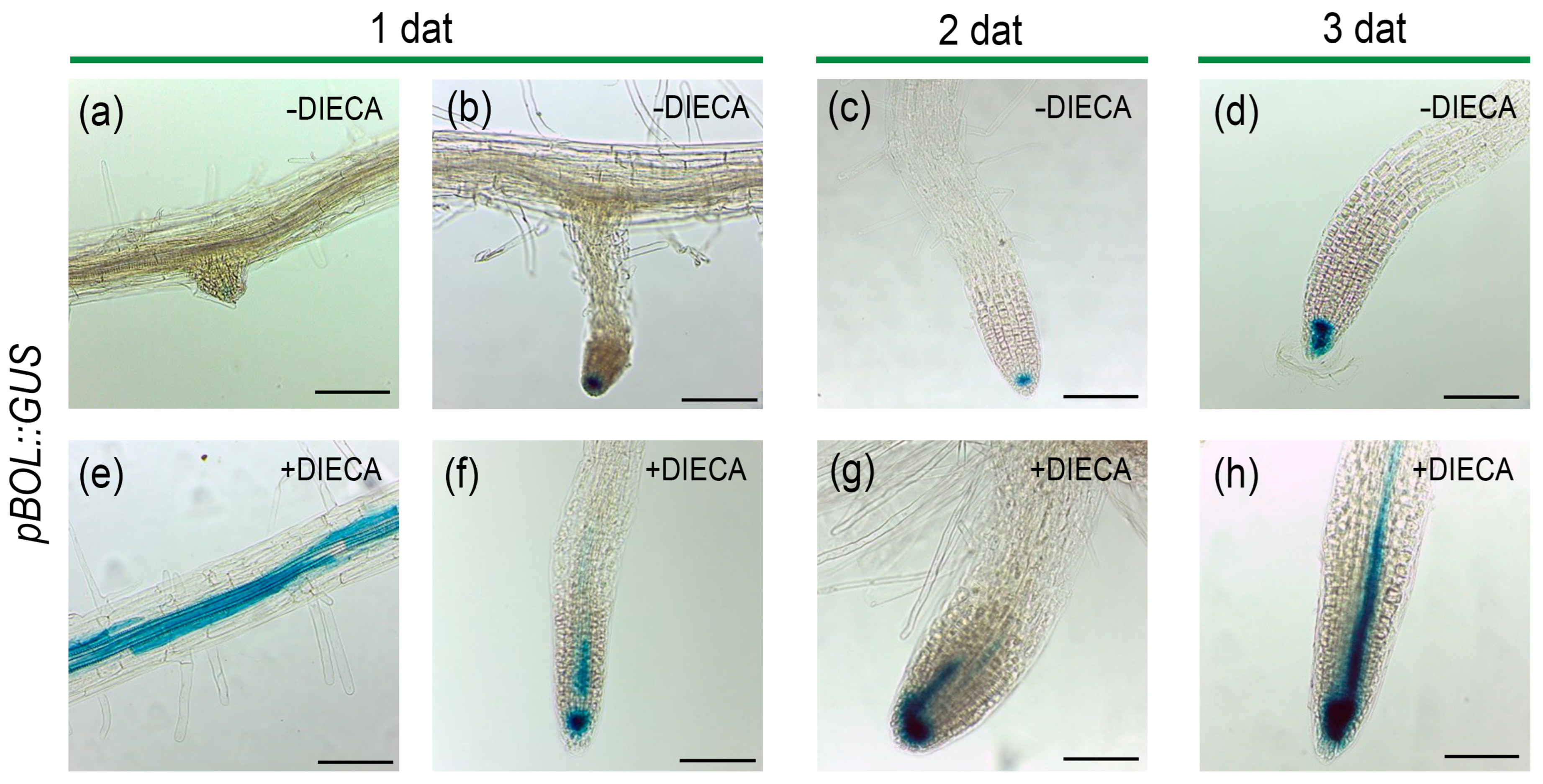 Plants 14 01757 g007 Plants 14 01757 g007