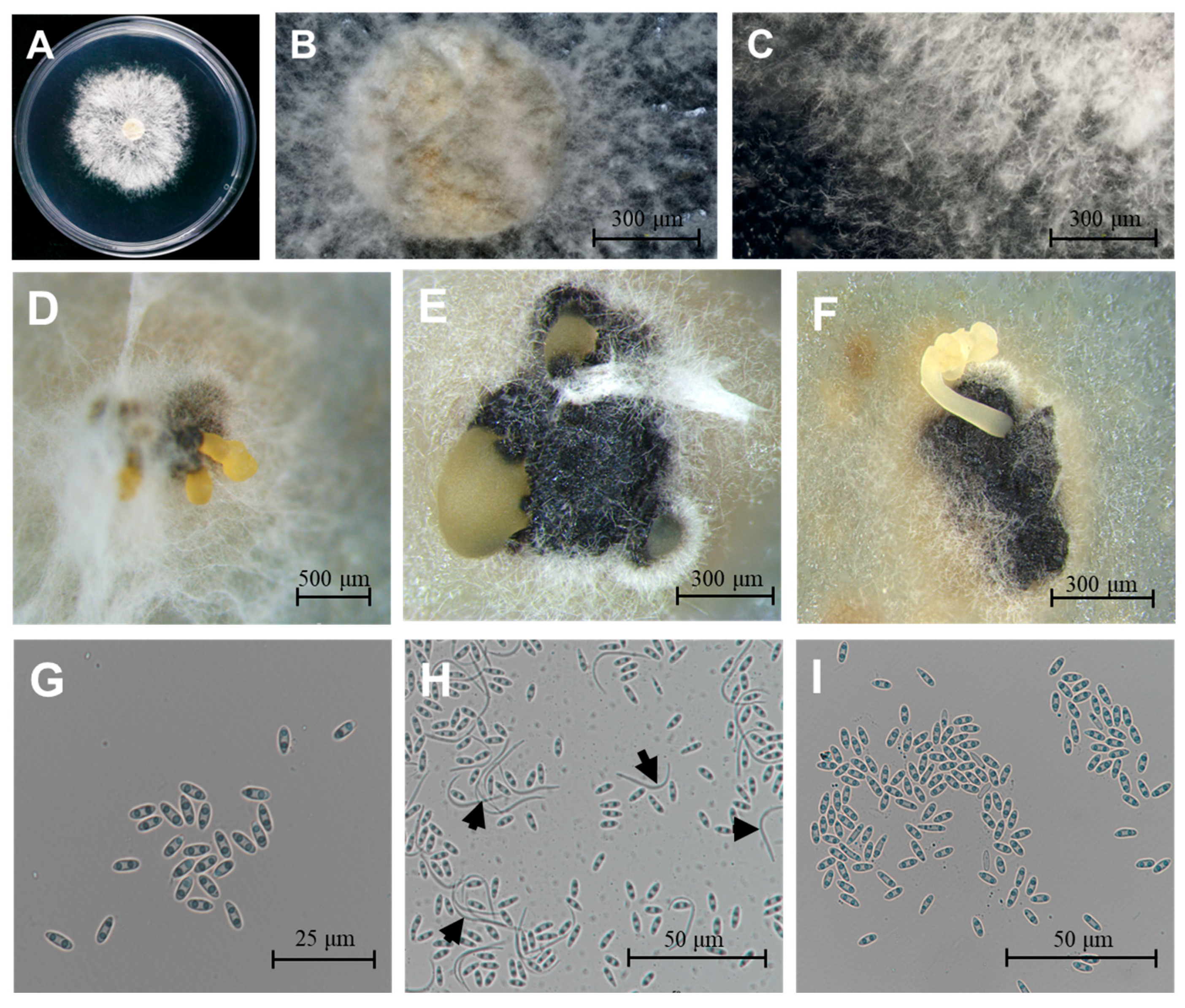 Plants 14 01771 g001