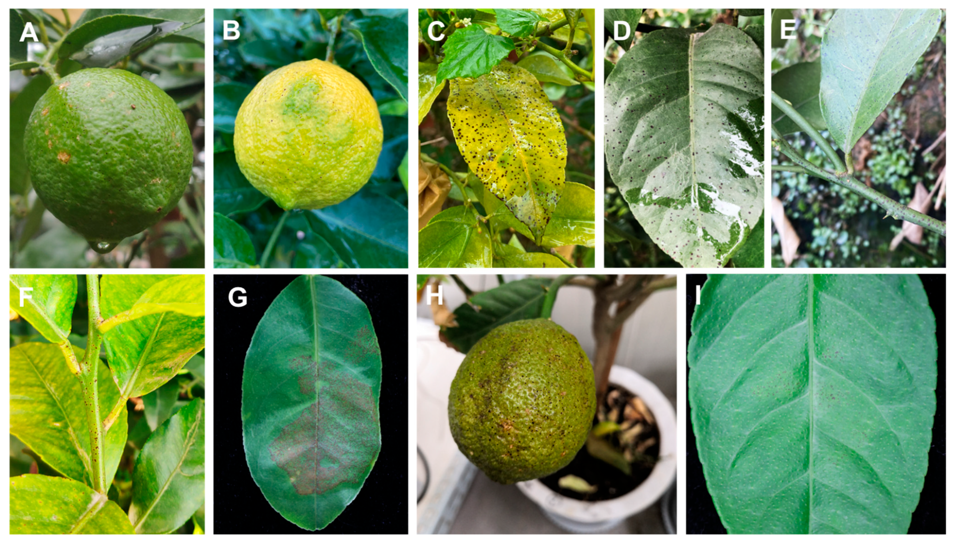 Plants 14 01771 g003