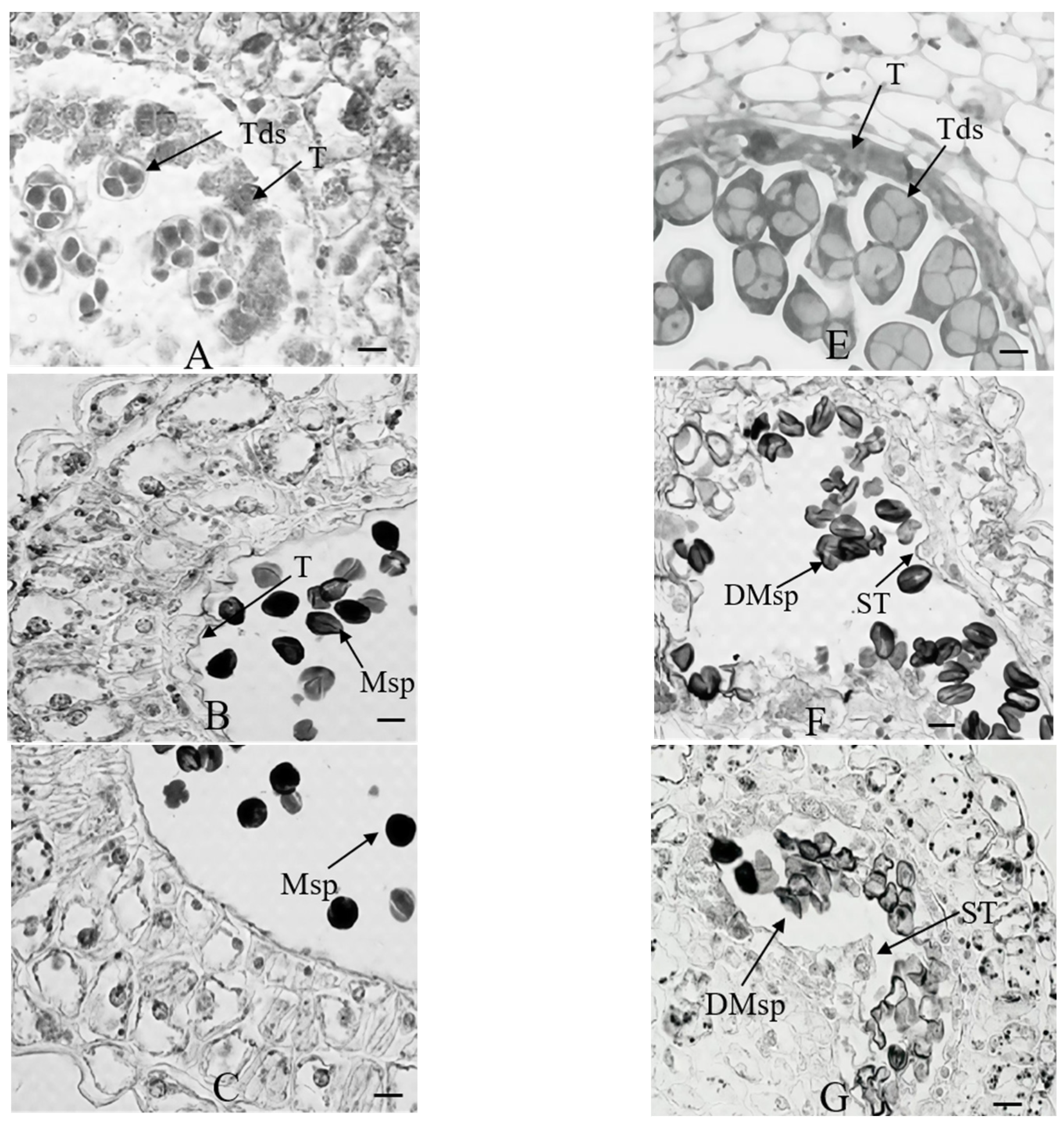 Plants 14 01783 g001a