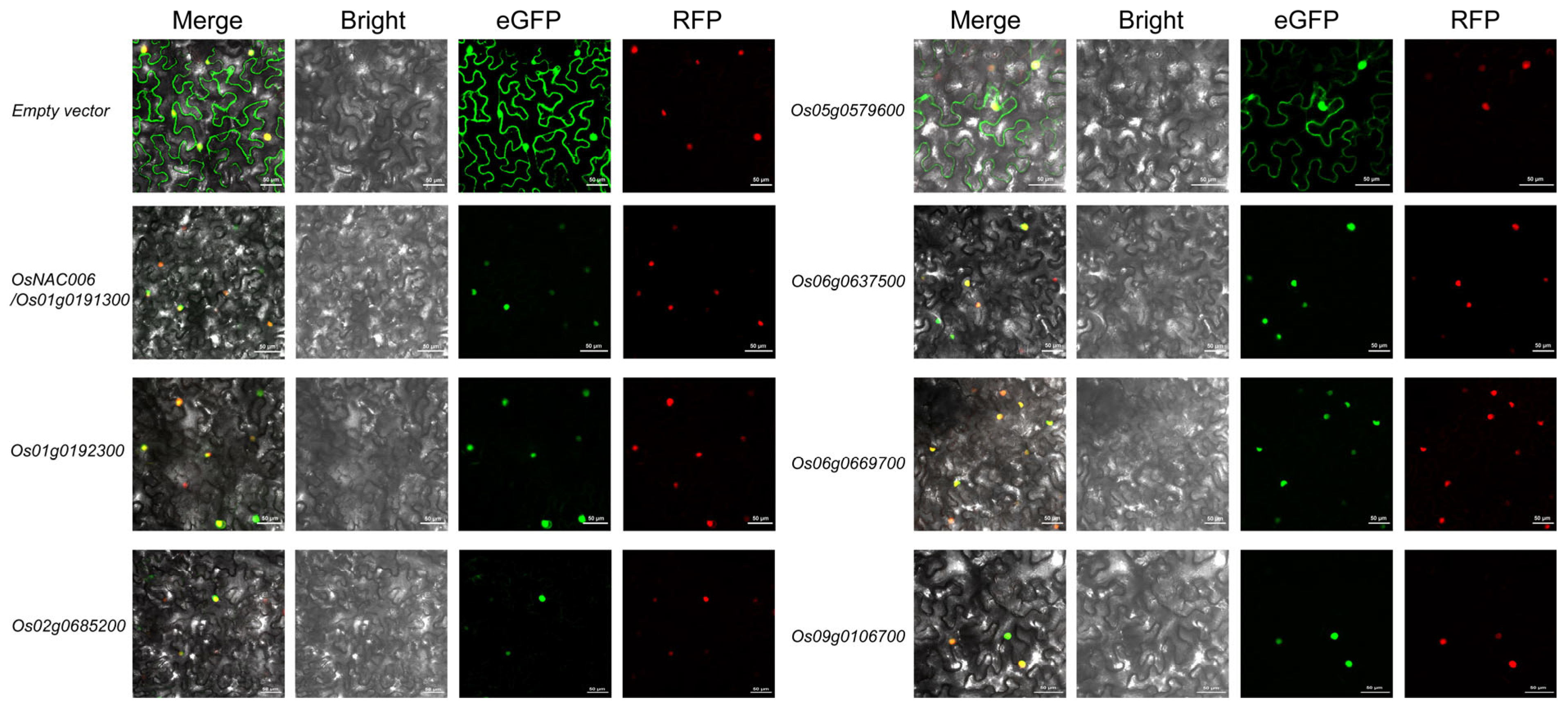 Plants 14 01784 g005