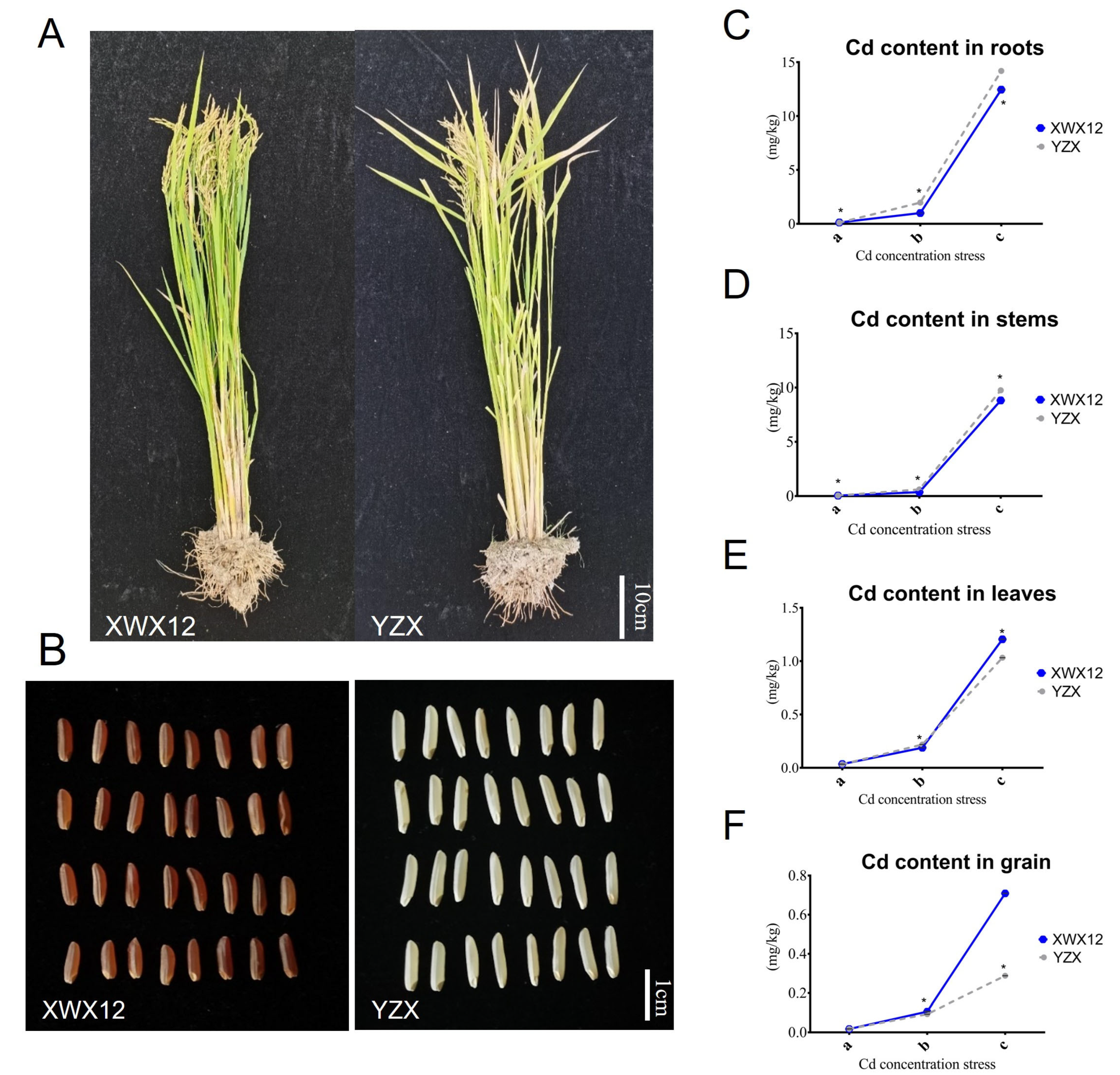 Plants 14 01790 g001