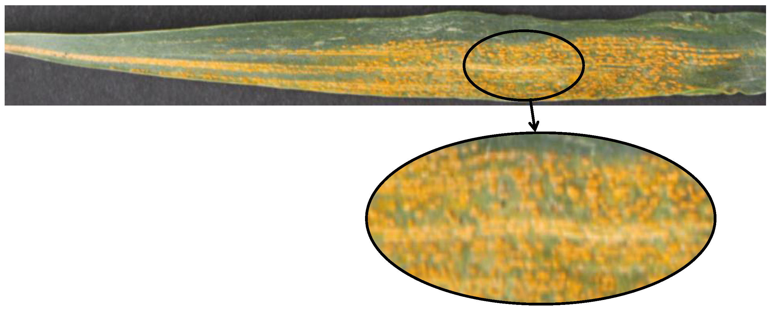 Plants 14 01794 g001