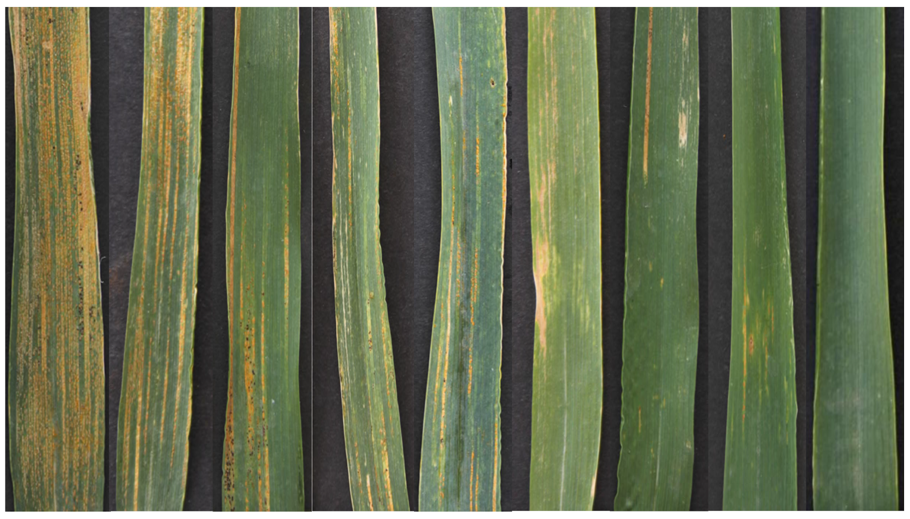 Plants 14 01794 g002