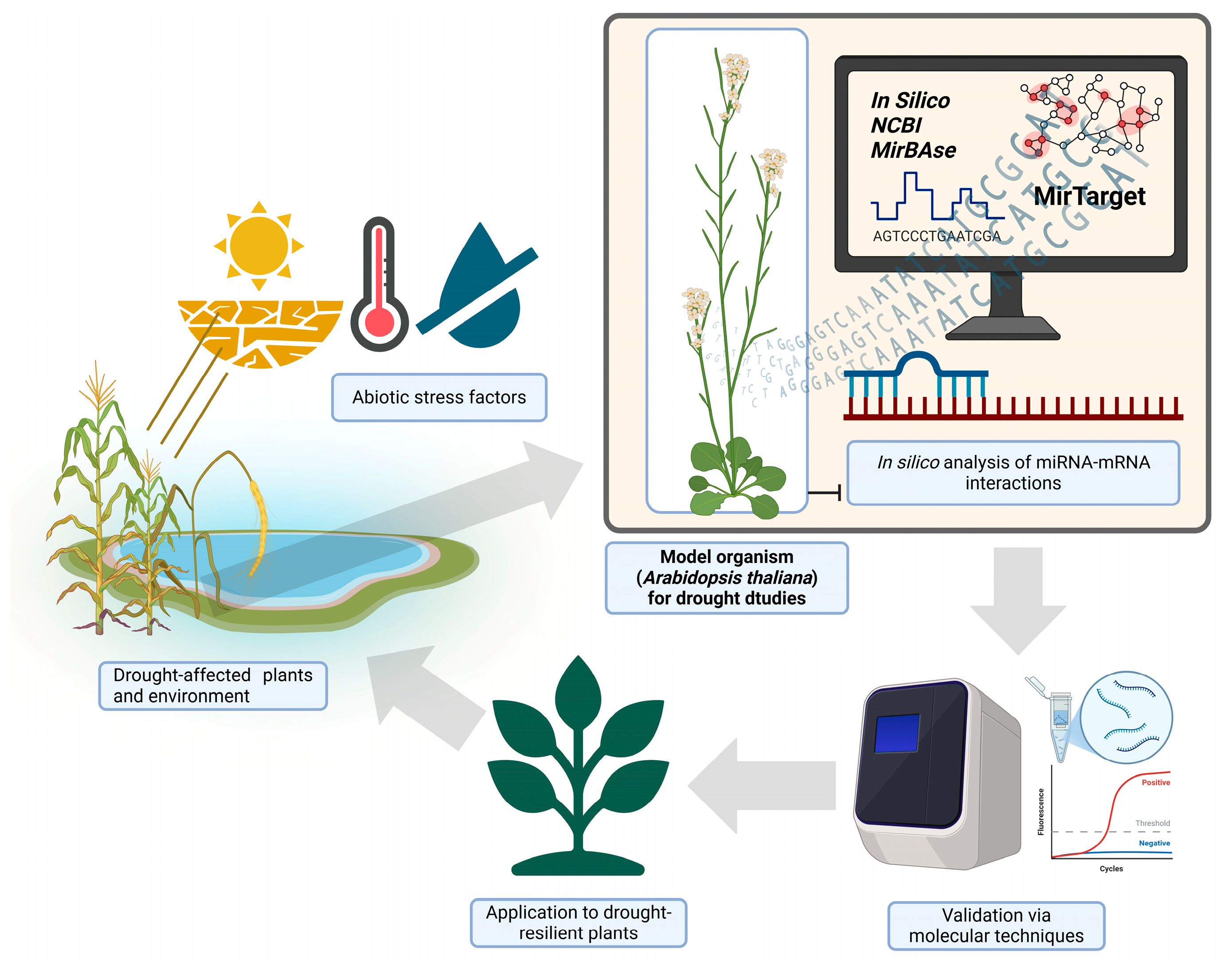 Plants 14 01800 g001