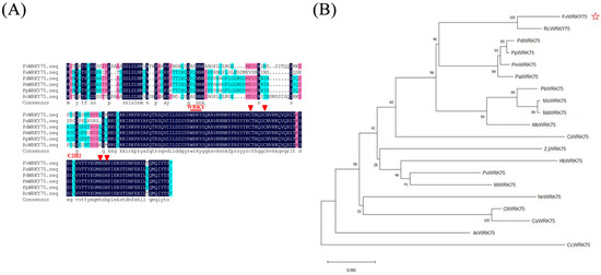 FvWRKY75 Positively Regulates FvCRK5 to Enhance Salt Stress