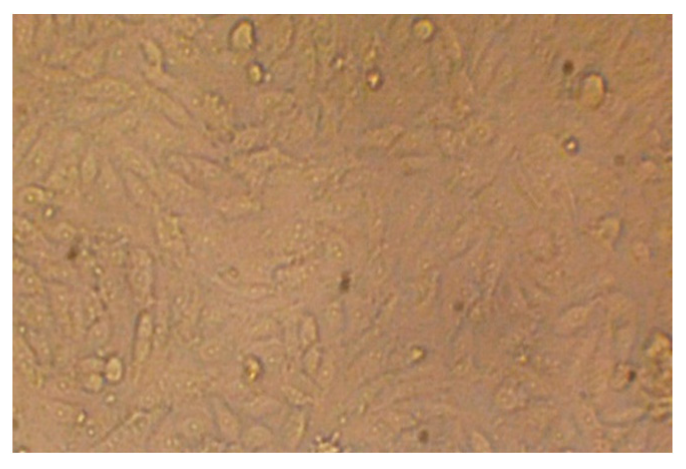 Plants 14 01813 g008