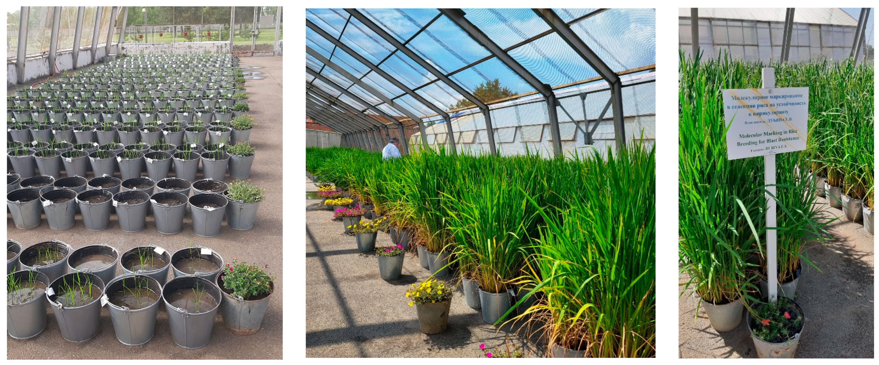 Plants 14 01815 g001