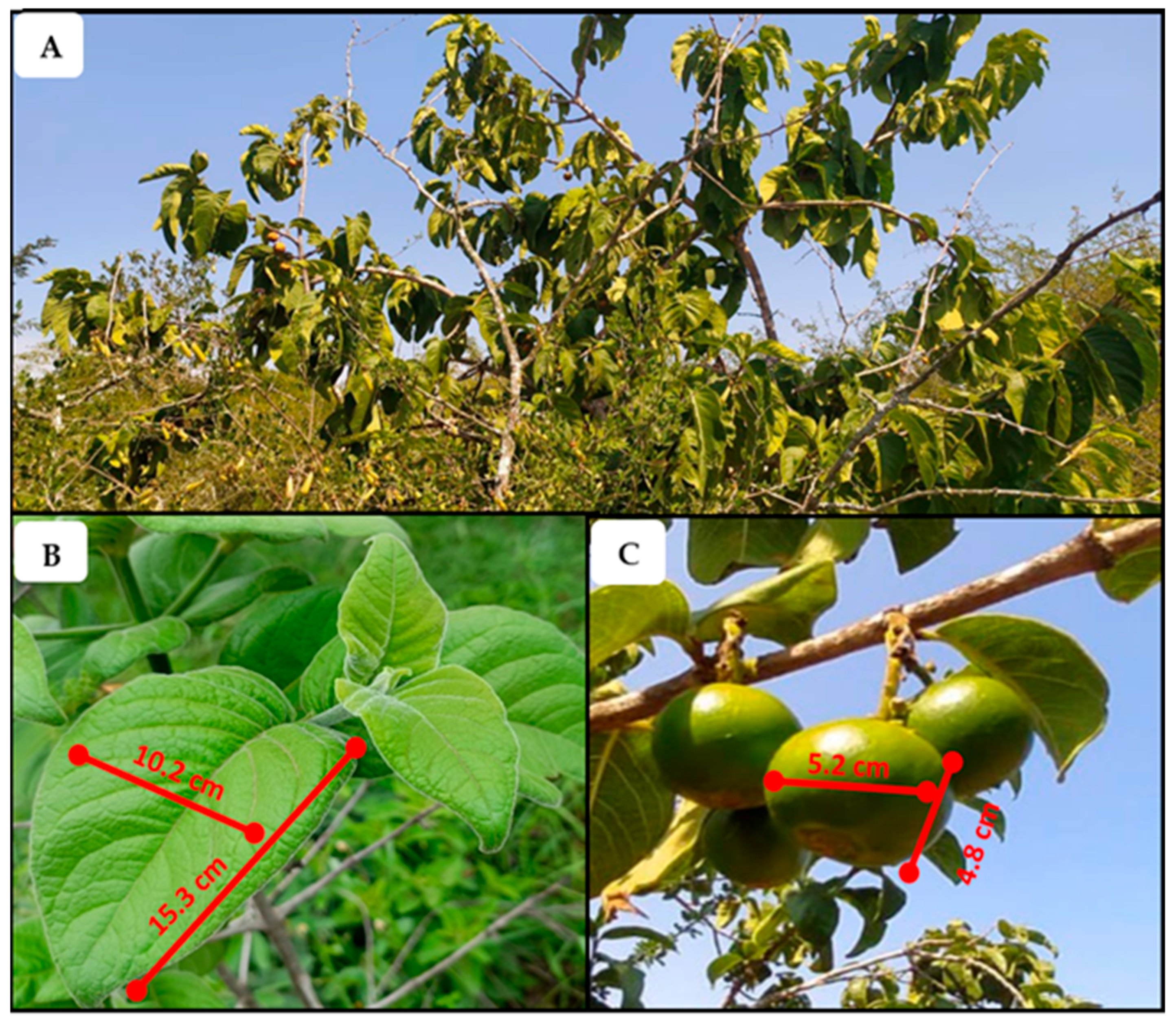 Plants 14 01820 g001