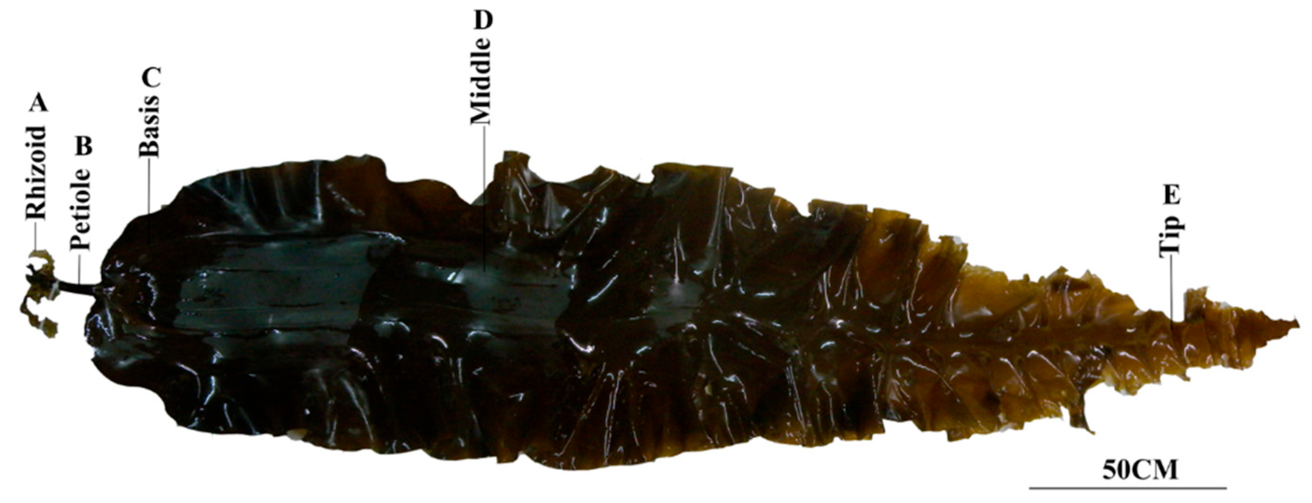 Plants 14 01821 g001 Plants 14 01821 g001