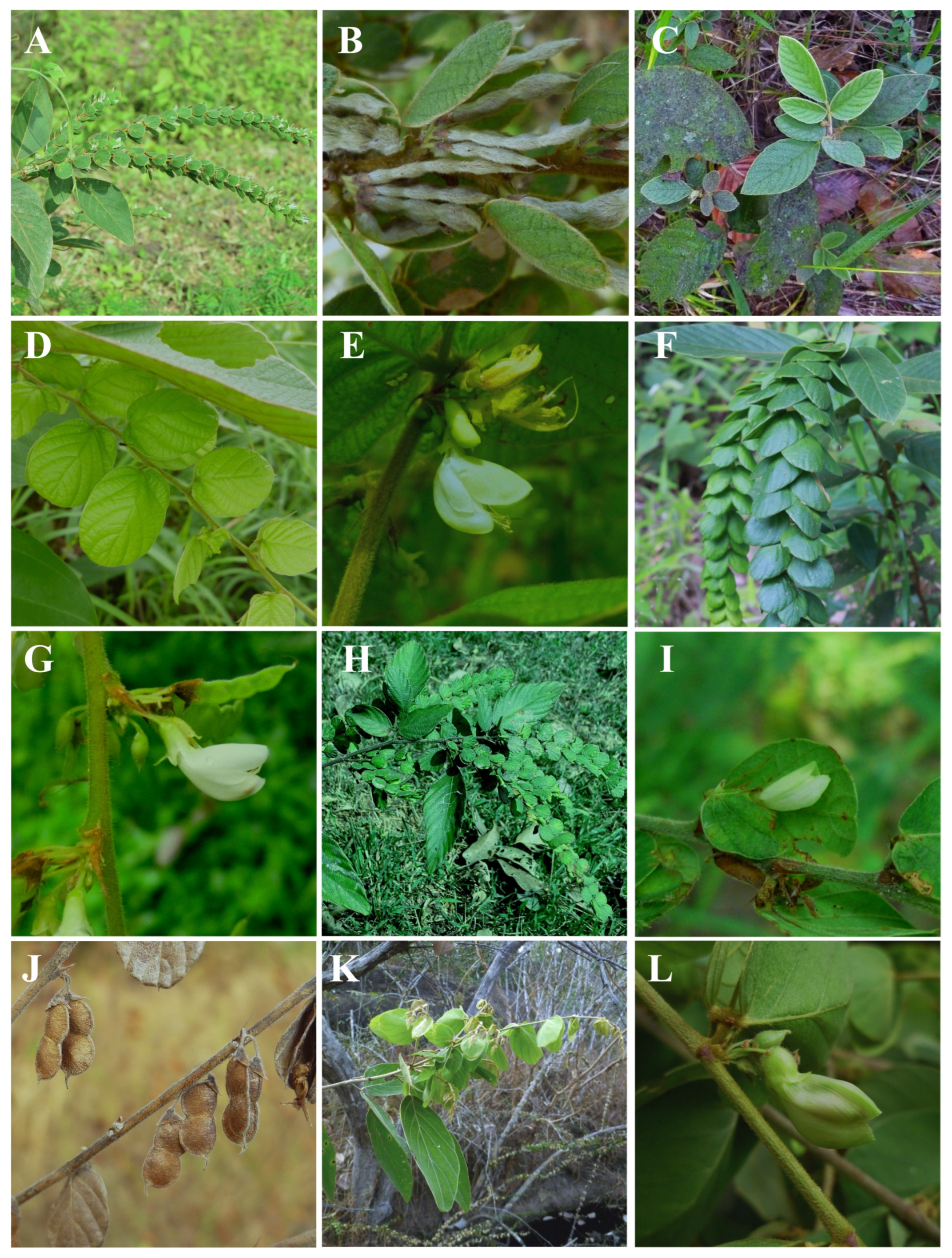 Plants 14 01822 g001