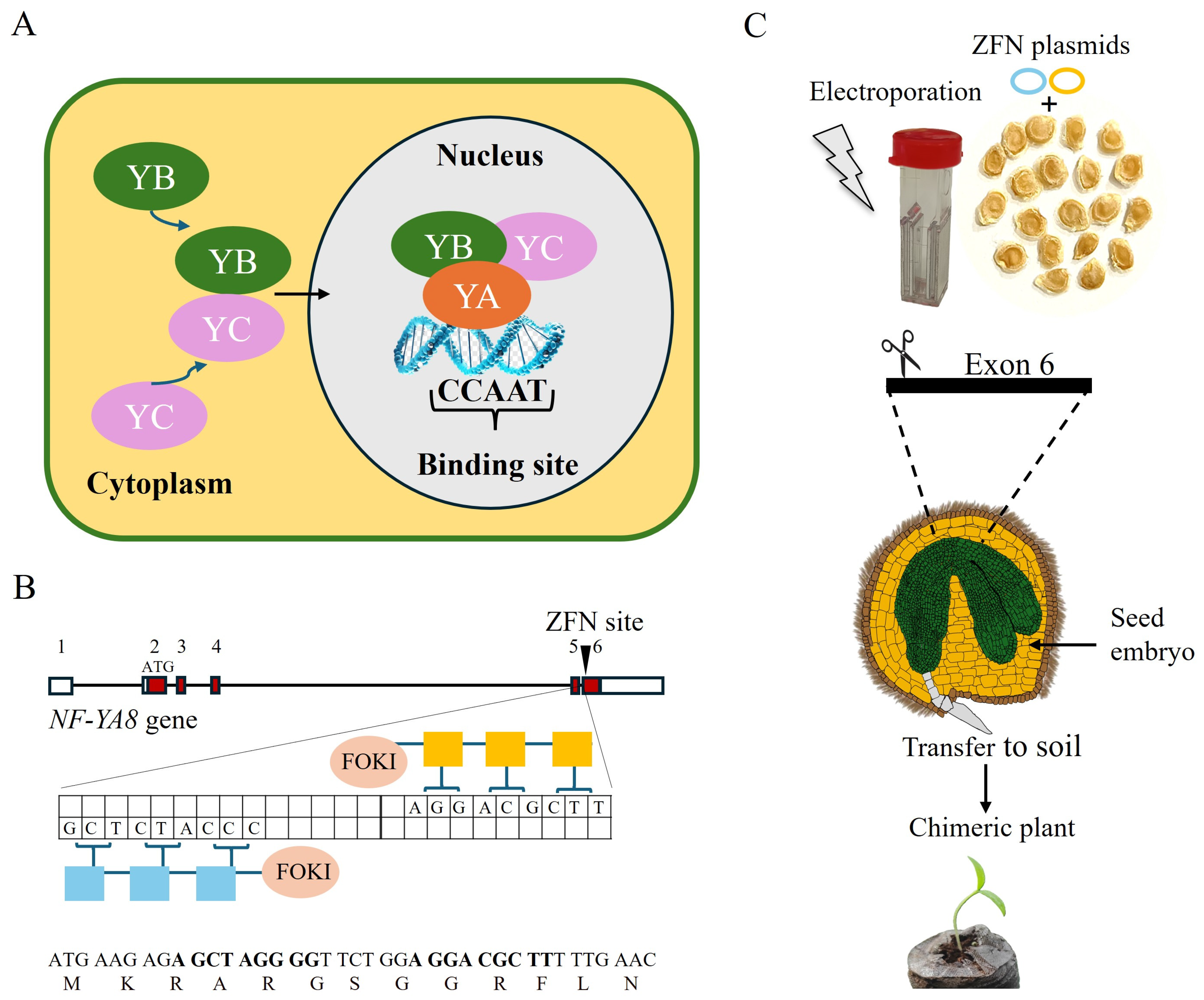 Plants 14 01826 g001