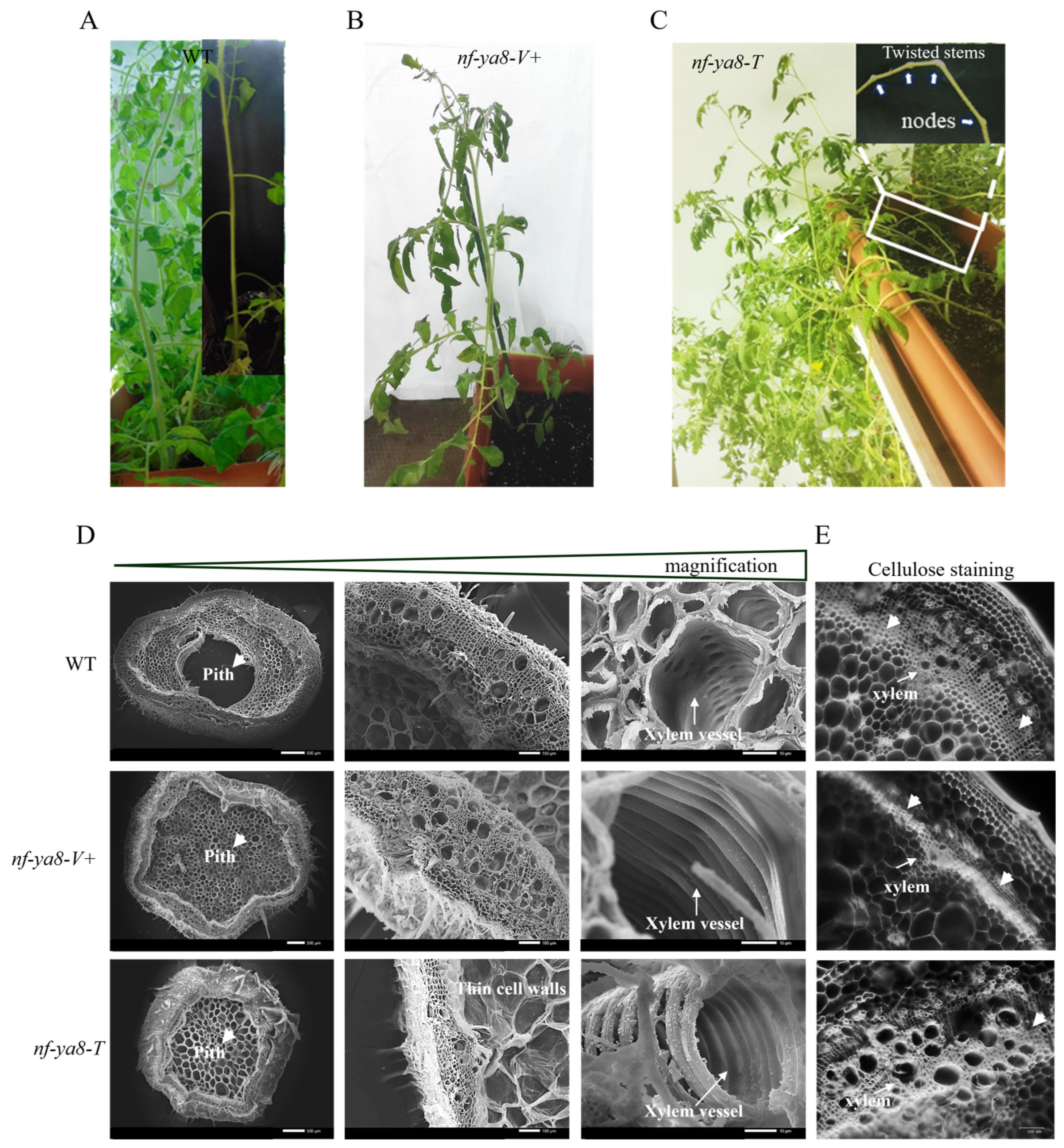 Plants 14 01826 g005