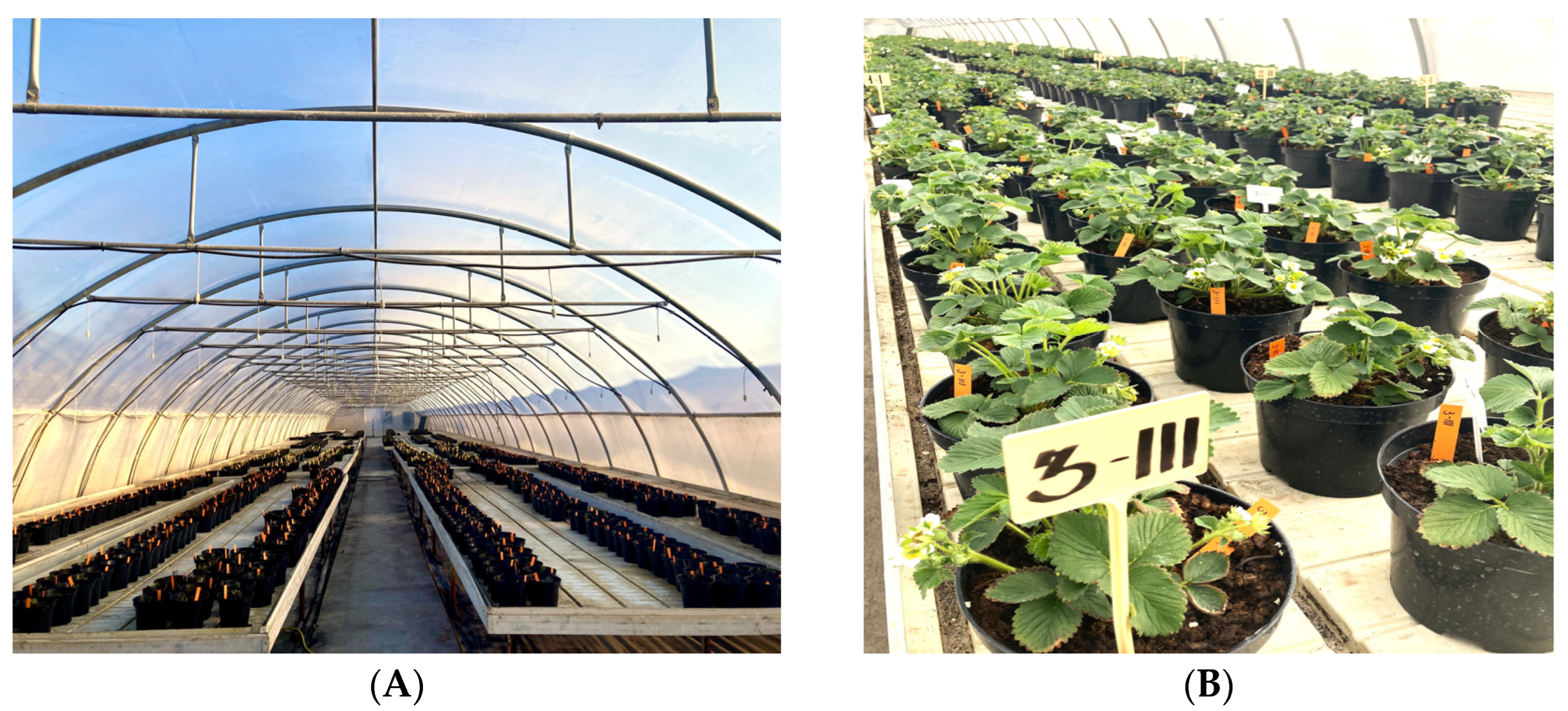 Plants 14 01827 g002