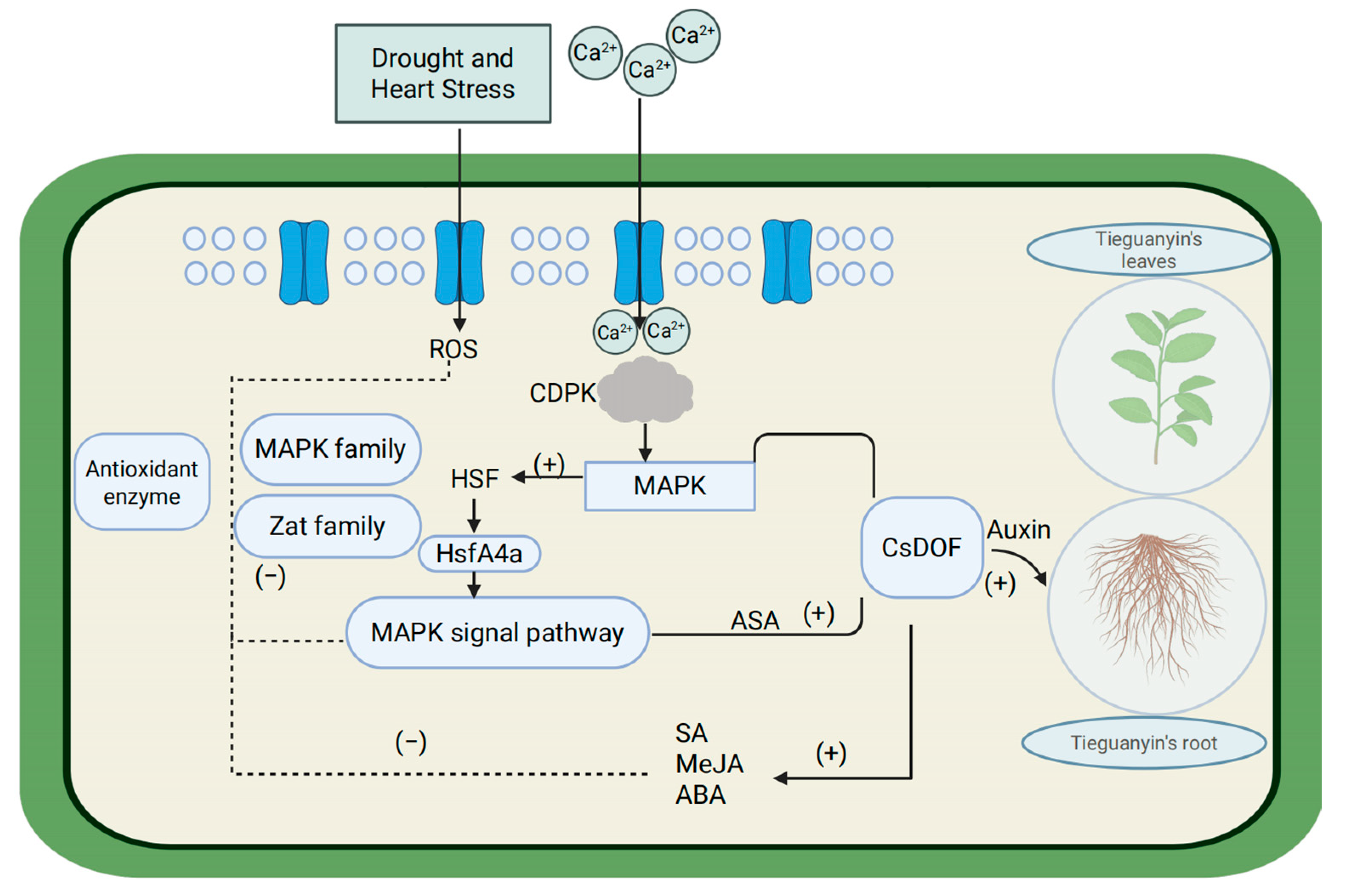 Plants 14 01829 g010