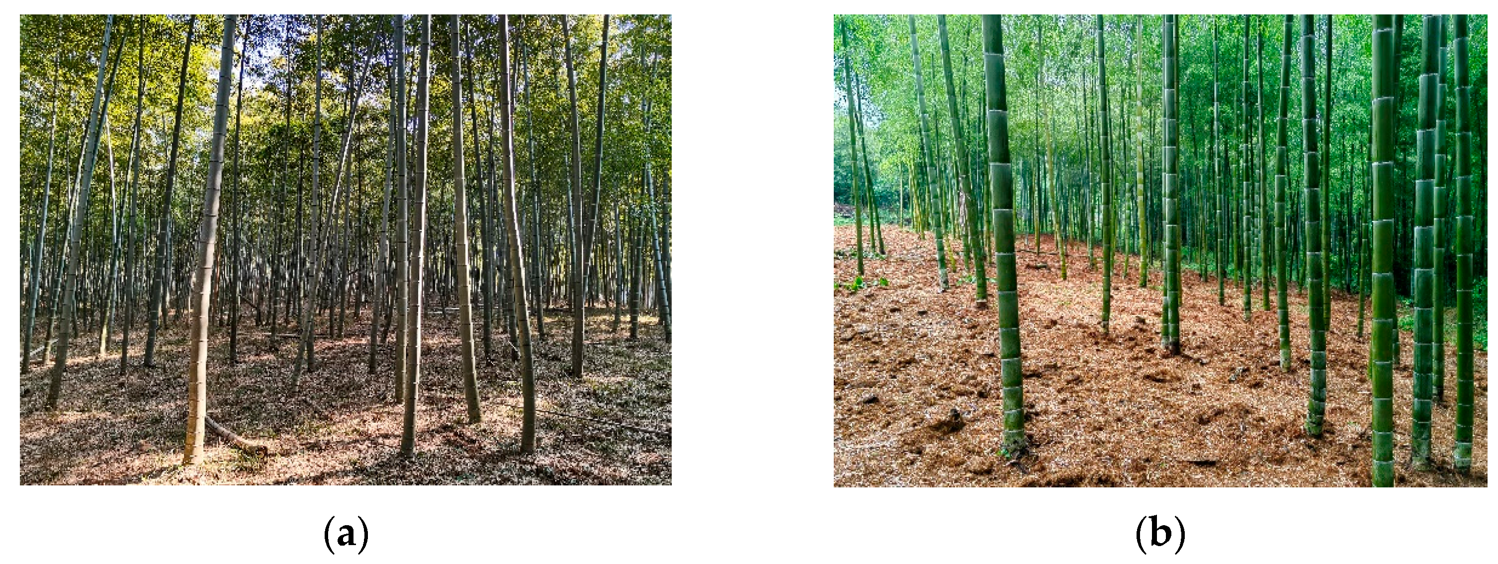 Plants 14 01835 g005