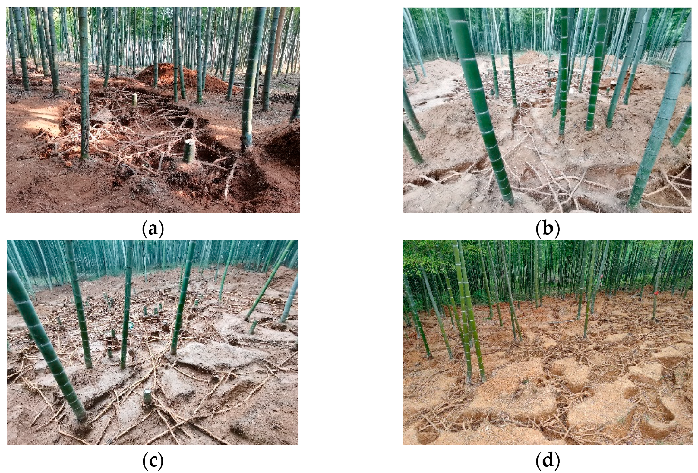 Plants 14 01835 g006