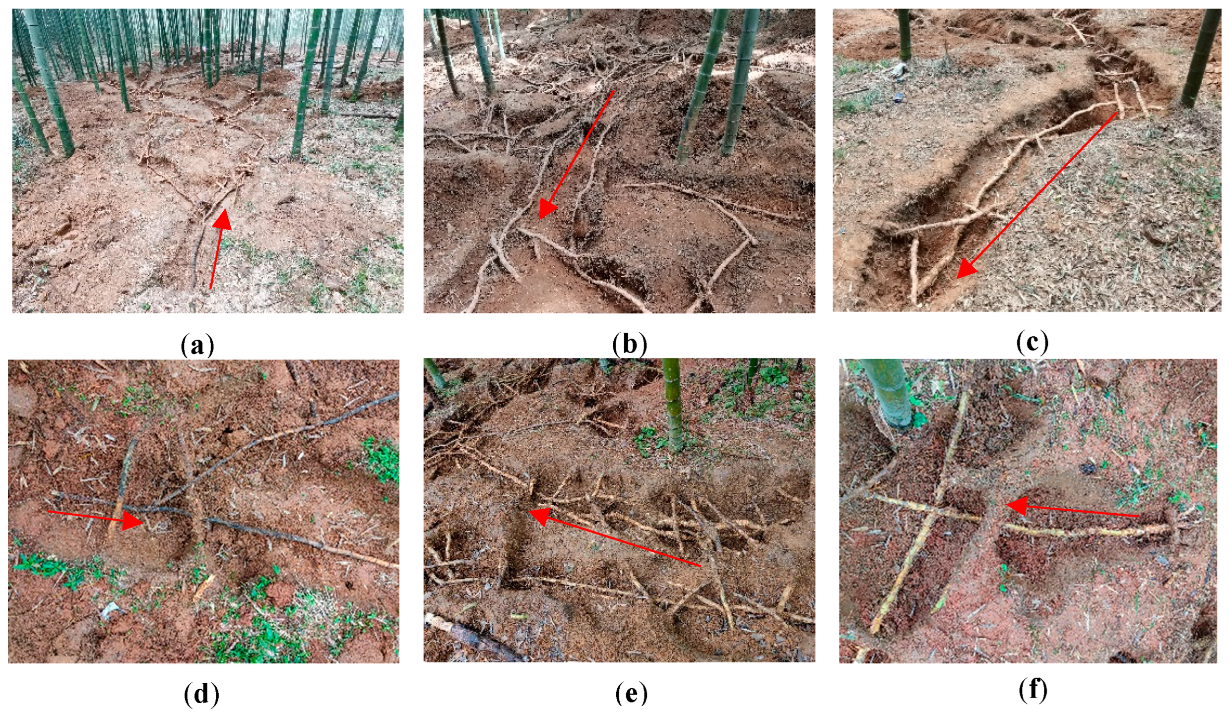 Plants 14 01835 g007