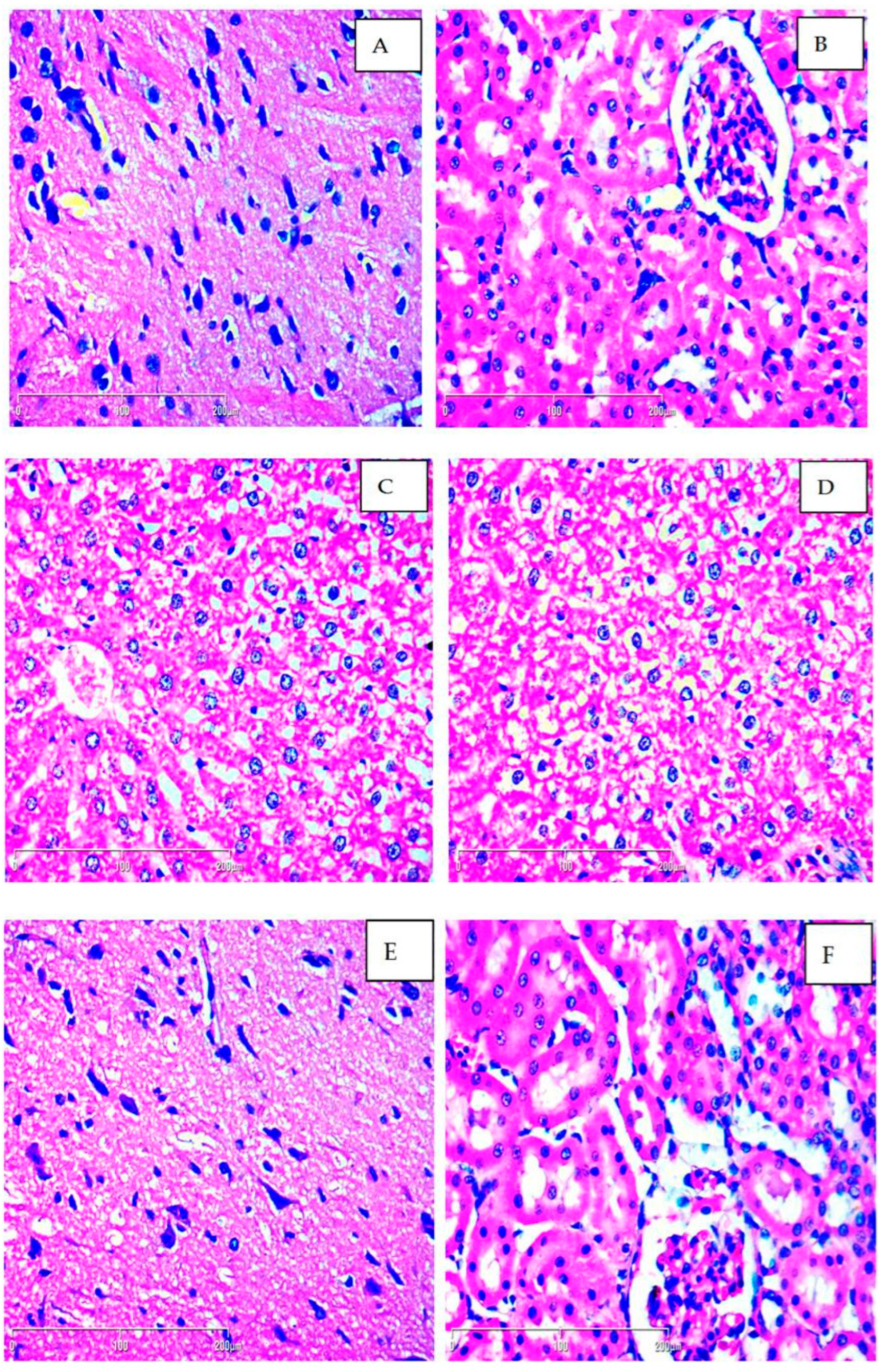 Plants 14 01837 g001