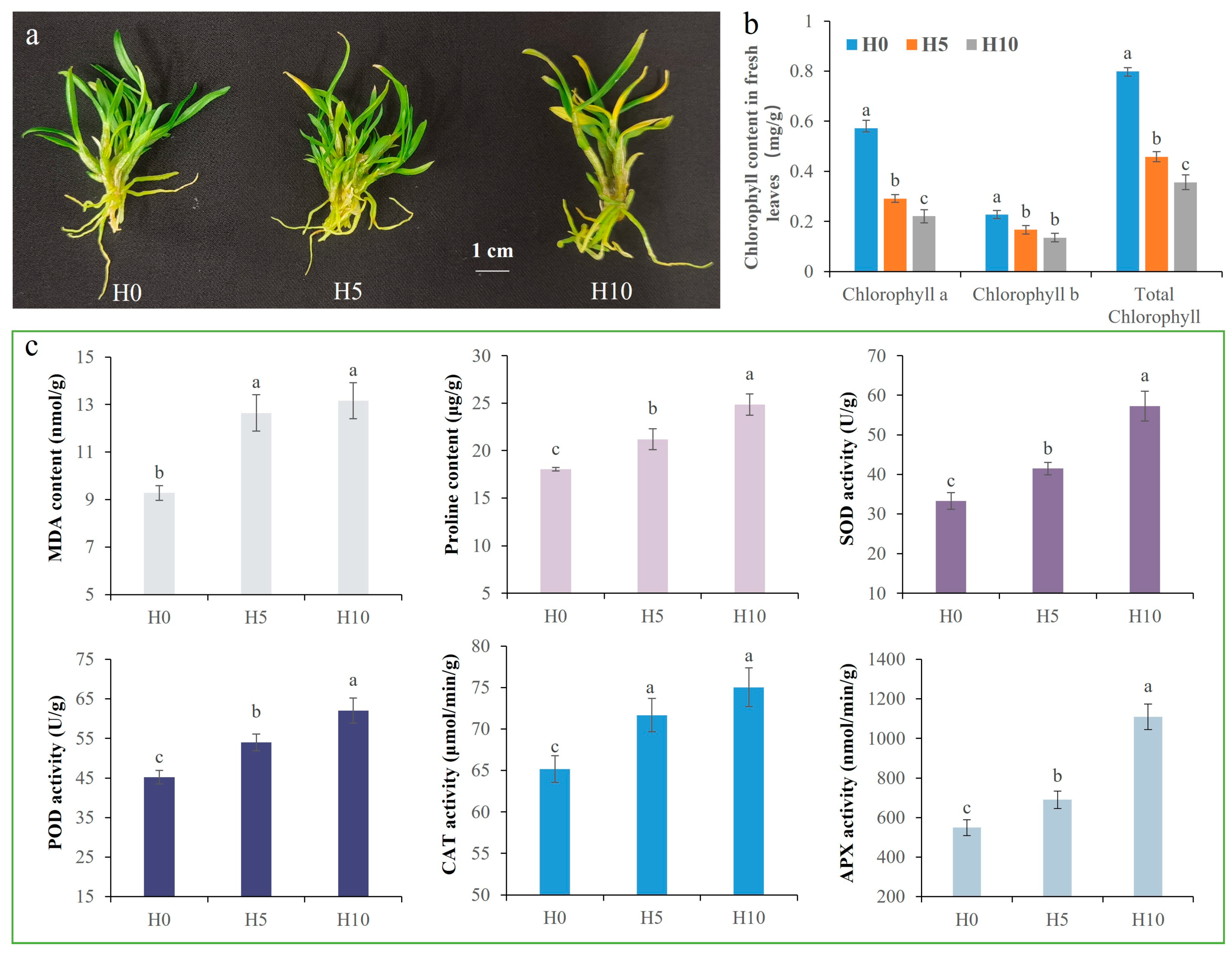 Plants 14 01841 g001