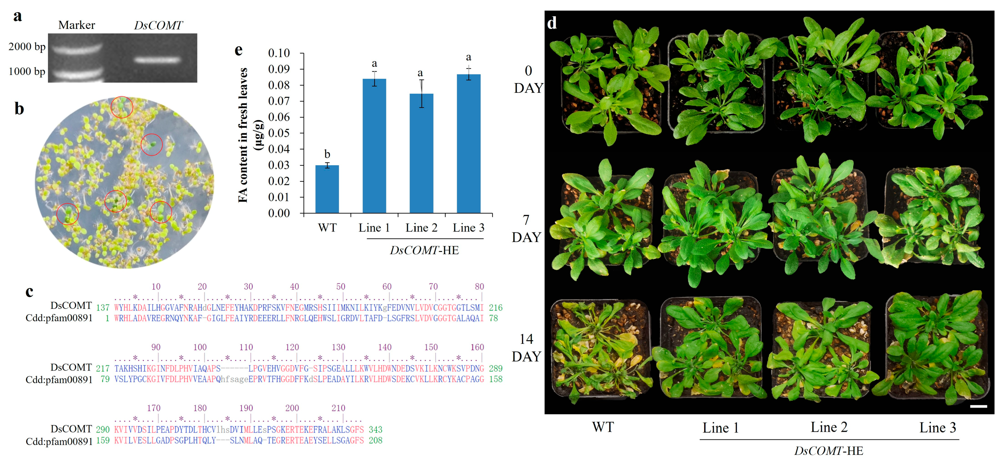 Plants 14 01841 g006